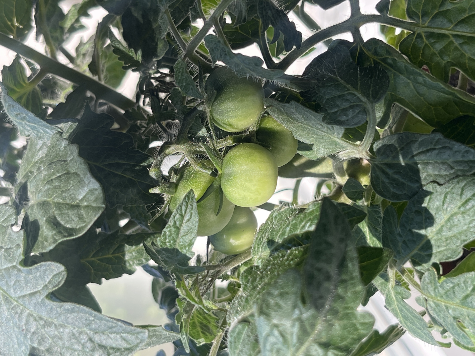 A close-up, upward-angled shot captures a cluster of green, unripe tomatoes growing on a healthy tomato plant. Multiple tomatoes are visible, ranging from small to medium size, all displaying a vibrant light green color, indicating they are not yet ripe. They are still attached to their stems, nestled among the plant's dense foliage.
The tomato plant features numerous broad, deeply lobed leaves and sturdy stems, all covered with the characteristic fine, fuzzy hairs (trichomes) typical of tomato plants. The lighting is bright, suggesting daytime conditions, possibly sunny or brightly overcast, creating a clear contrast between the well-lit areas of the leaves and those in shadow. The background is a soft, blurred expanse of white or light gray, indicating a bright sky or a well-lit indoor environment.
There are no people or explicit activities depicted; the image focuses solely on the natural growth of the fruit. No text is visible in the media. The scene evokes the early stages of a harvest, with the tomatoes still developing on the vine in Krasnoyarsk, Russia.