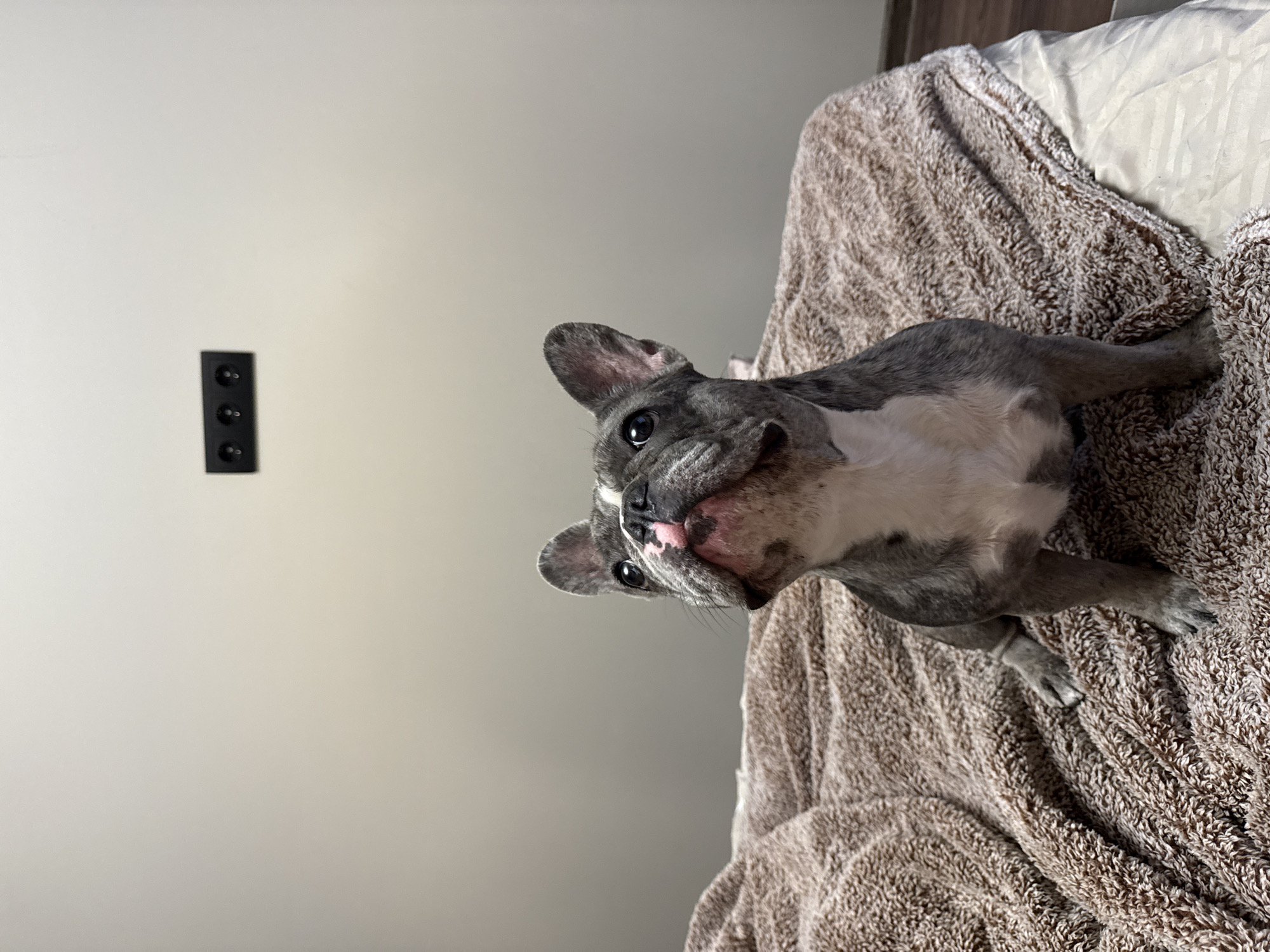 An indoor scene features a grey and white merle French Bulldog, with characteristic bat ears and a pink-and-dark speckled nose, sitting upright on a rumpled, textured brown blanket covering a bed. The dog's head is tilted back, and its dark eyes are fixed intently upwards towards a black, horizontally mounted three-gang electrical outlet positioned high on a plain, light beige wall. A lighter-colored sheet is visible beneath the blanket on the right, and a strip of dark flooring can be seen along the bottom right edge of the frame. The location is Berezyna, Ukraine.