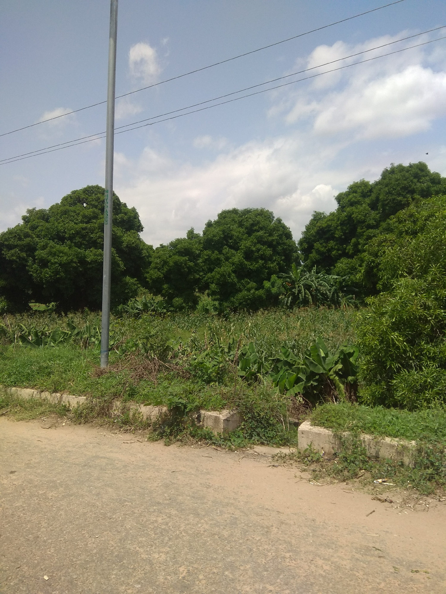 The image depicts a roadside view in Jalingo, Nigeria, showcasing a lush green landscape. A paved road occupies the foreground, bordered by a low concrete structure overgrown with grass and vegetation. Beyond this, a dense expanse of greenery unfolds, featuring a mix of tall trees with full canopies and various types of undergrowth, including what appears to be banana plants and possibly maize stalks. A tall, slender metal pole, likely a utility pole, stands prominently on the left side of the scene, with power lines extending across the sky. The sky above is a mix of light blue with scattered white clouds, suggesting a daytime setting. The overall impression is one of a semi-rural or suburban environment with significant natural growth.