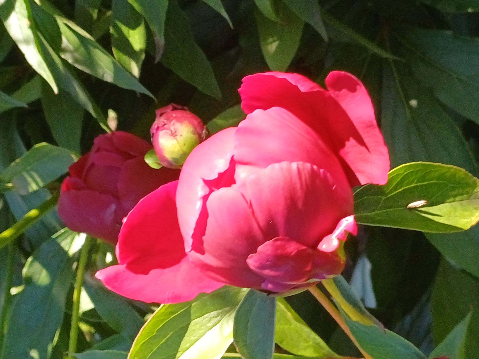 The image shows three peony flowers and green leaves bathed in sunlight, suggesting a warm and bright day, likely in late spring or early summer. The flowers are in various stages of bloom: one is fully open, displaying vibrant pink petals with delicate folds and highlights from the sun; another is partially open, revealing its inner layers; and a third, a bud, is visible in the background, peeking through the leaves with hints of pink and green. The leaves are lush and green, with some catching the sunlight, creating a dappled effect and casting shadows. The setting appears to be a garden or natural outdoor environment. The overall mood is serene and captures the beauty of nature in bloom. There is no visible text in the image. Given the location context of Riga, Latvia, this scene likely represents the peak blooming season of peonies, which typically occurs in June in that region.