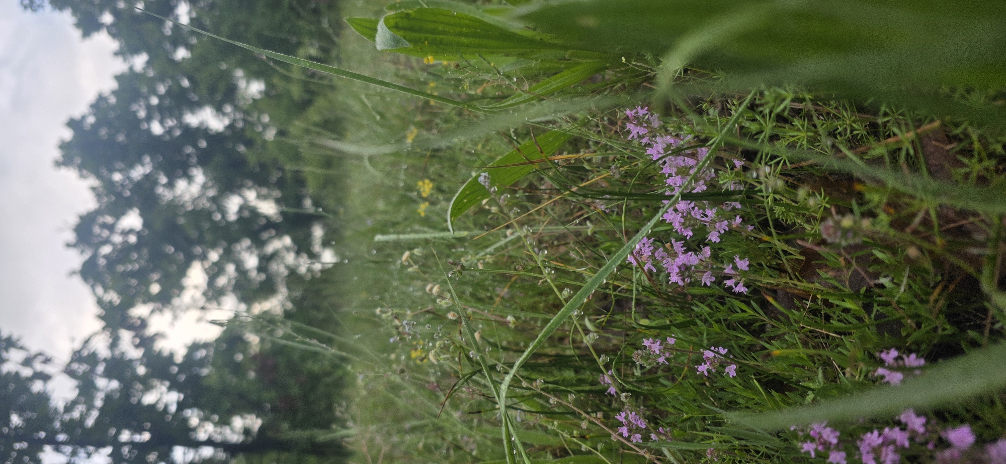 The image depicts a close-up view of a grassy area with small purple flowers, likely in Chernitsa, Bulgaria. Tall grass blades and other foliage obscure portions of the frame. Dewdrops are visible on some of the grass blades. In the background, out-of-focus trees suggest a wooded or park area. The lighting appears soft, indicating possibly an overcast day or time of day. There are no people or animals visible in the frame.