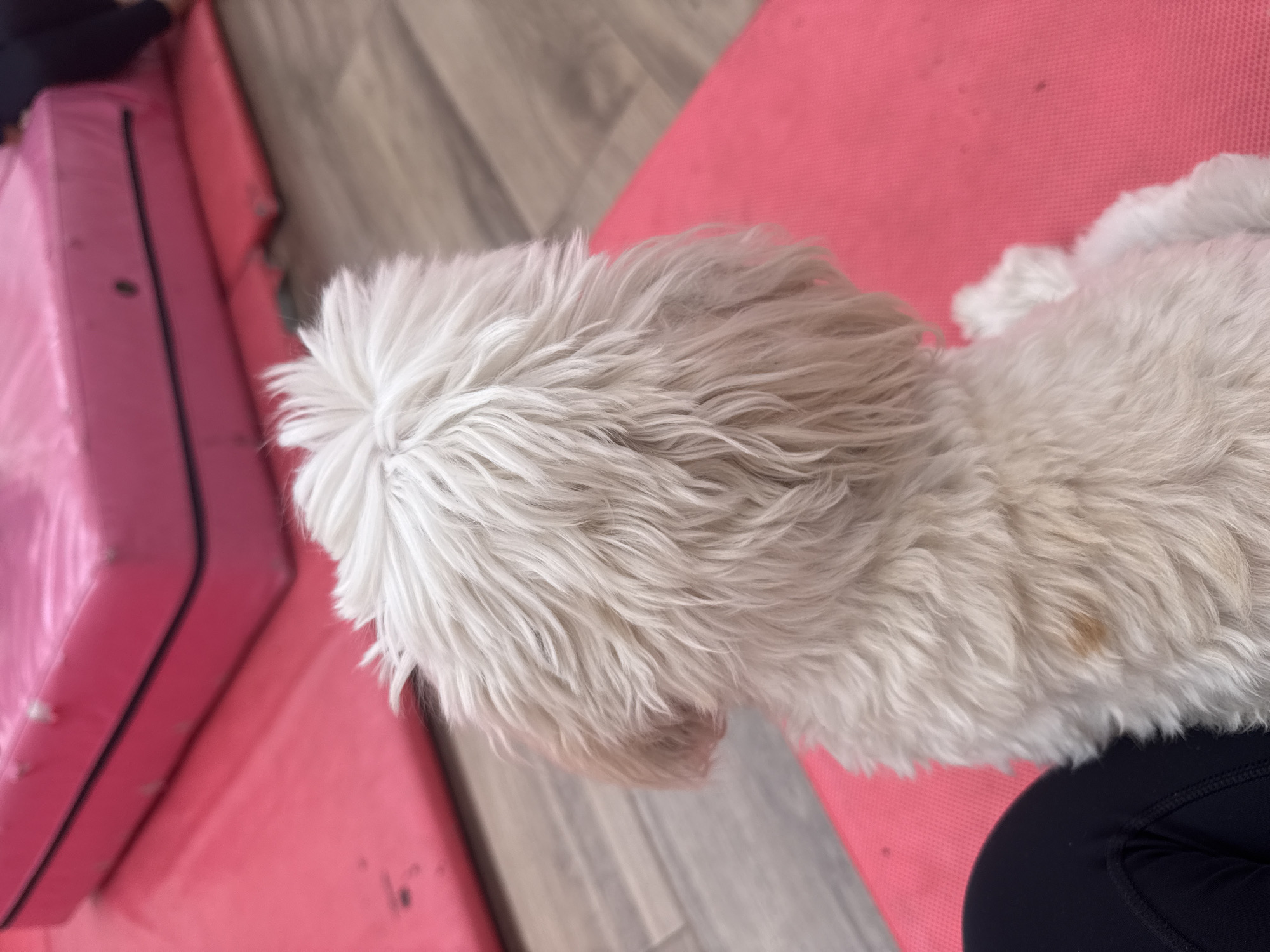 A medium-sized, white, fluffy dog is partially visible in an indoor scene. The dog's head and back are in focus. The dog lies on a pink yoga mat placed on a light-colored wooden floor. A pink exercise mat is next to the dog. The location is San Andrés Cholula, Mexico.