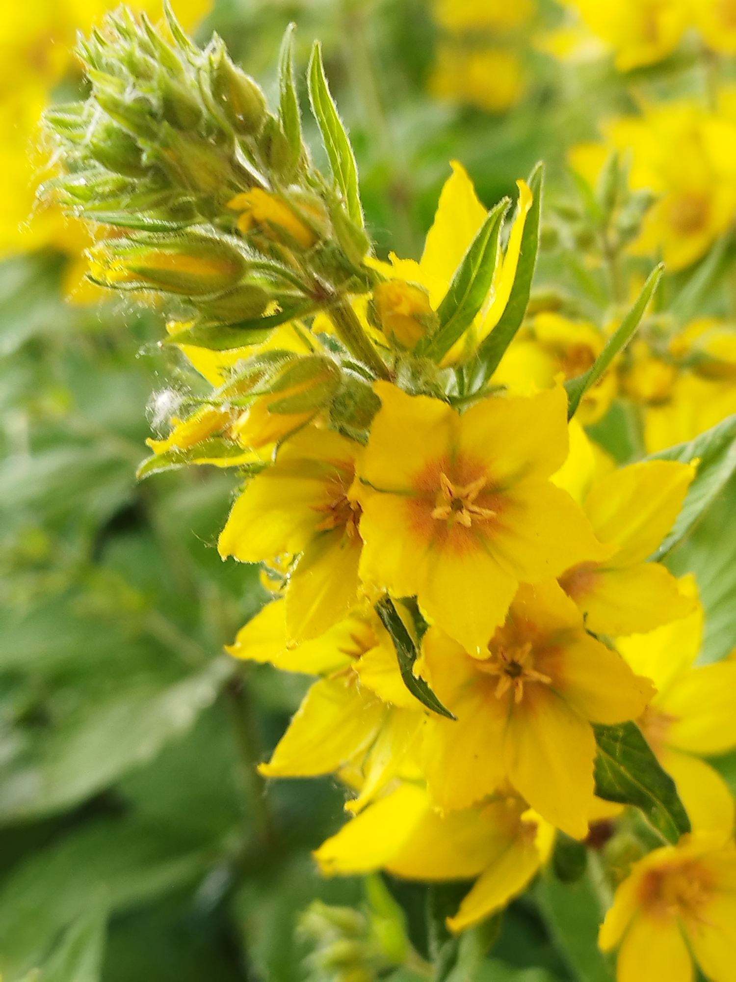 The image is a close-up, shallow depth of field photograph of a cluster of yellow wildflowers with green foliage in the background. The flowers have five petals and a reddish-orange center. Some of the flowers are in bloom, while others are still in bud form, appearing as green, elongated structures. A few strands of white spiderweb are visible on the foliage and flower buds. The scene appears to be outdoors in a natural setting. There are no people or human-made objects visible in the image. The specific location in Saint Petersburg, Russia, cannot be determined from the provided image.