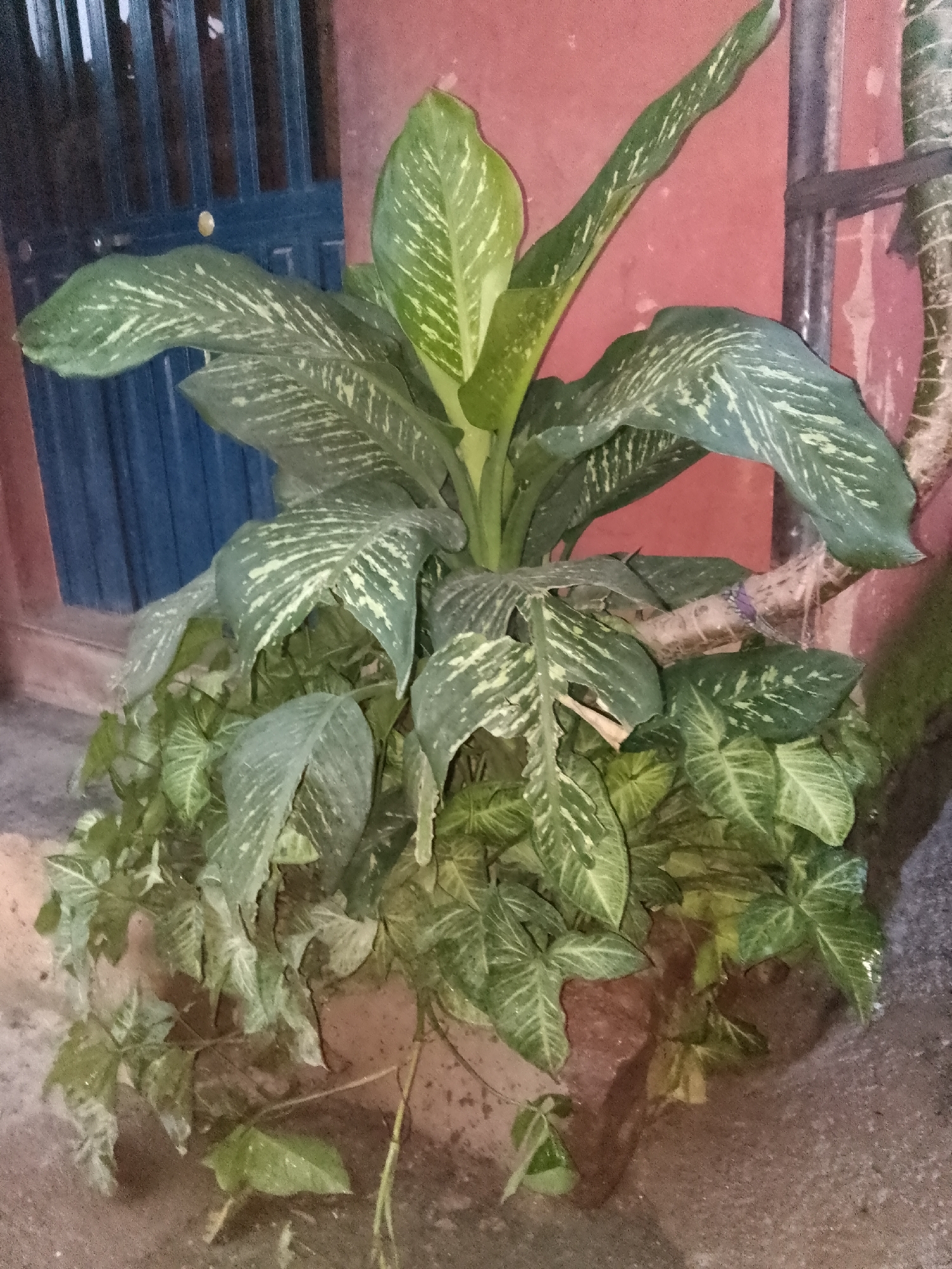 A potted plant with large, variegated green leaves is situated outdoors, against a textured red wall. The plant appears healthy and is the primary focus. To the left, a dark blue metal gate with vertical bars is visible, partially obscured by the plant. A thin, vertical pole, possibly a fence or part of a structure, is present to the right of the plant and against the red wall. The ground beneath the plant and around the area is rough and appears to be dirt or concrete. The lighting suggests it is either evening or an overcast day, creating soft shadows. The overall scene is residential or a commercial establishment's exterior, and it is located on Rukuba Road, Nigeria. There are no people or animals visible in the image.