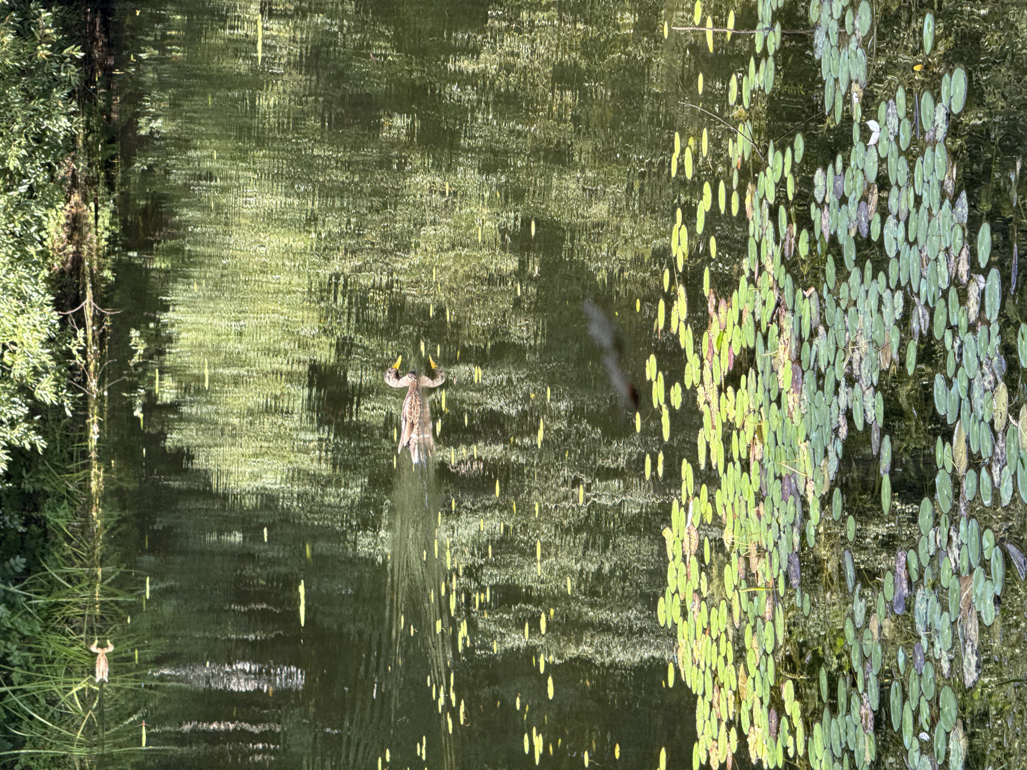 A duck is swimming in a body of water filled with lily pads. The water is dark and reflects the surrounding greenery. In the background, there is dense vegetation along the water's edge. The scene appears to be a natural setting, possibly a park or a pond within the city of Khimki, Russia.