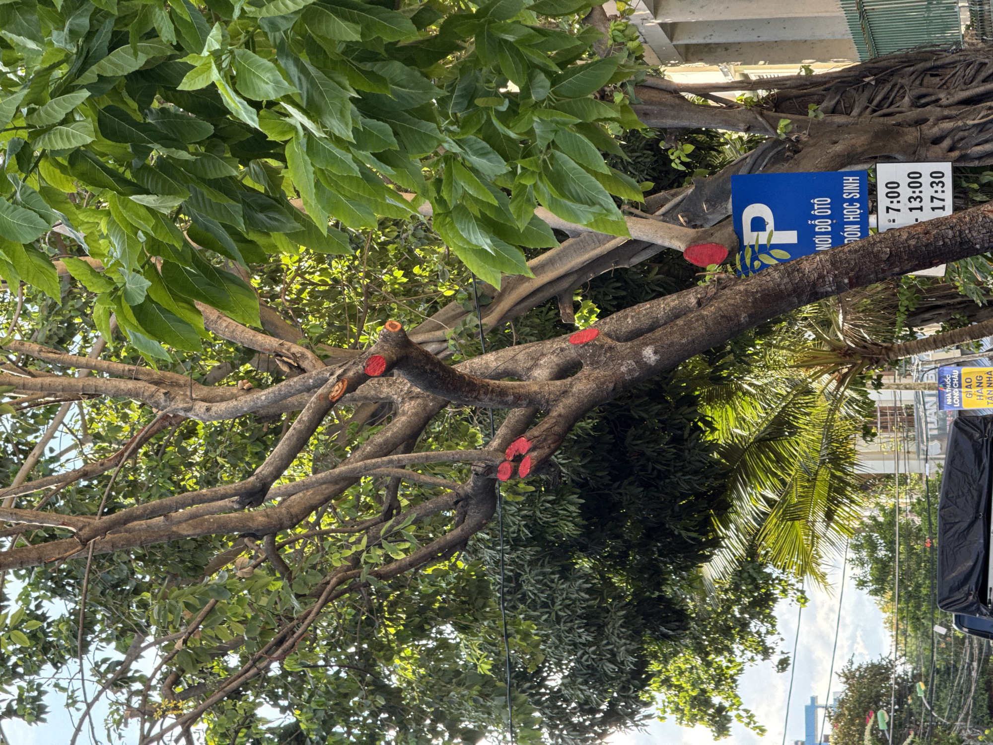 In Nha Trang, Vietnam, a large tree with several branches marked with red paint is visible. These red markings appear to be on the cut ends of branches, suggesting recent pruning. The tree is positioned outdoors, with lush green foliage from its own branches and other trees in the background. A blue parking sign with a white 'P' is attached to the tree, indicating a parking area for "NOI DO OTO" (car drop-off) and "DON HOC SINH" (students), with specified operating hours of 7:00-13:00 and 17:30. Other signs, partially obscured, are also visible. In the lower part of the frame, the black tarp-covered bed of a truck and a portion of a street are present. The environment suggests an urban setting, likely near a school or public facility given the parking sign. The lighting indicates it is daytime, with sunlight illuminating the leaves and branches.