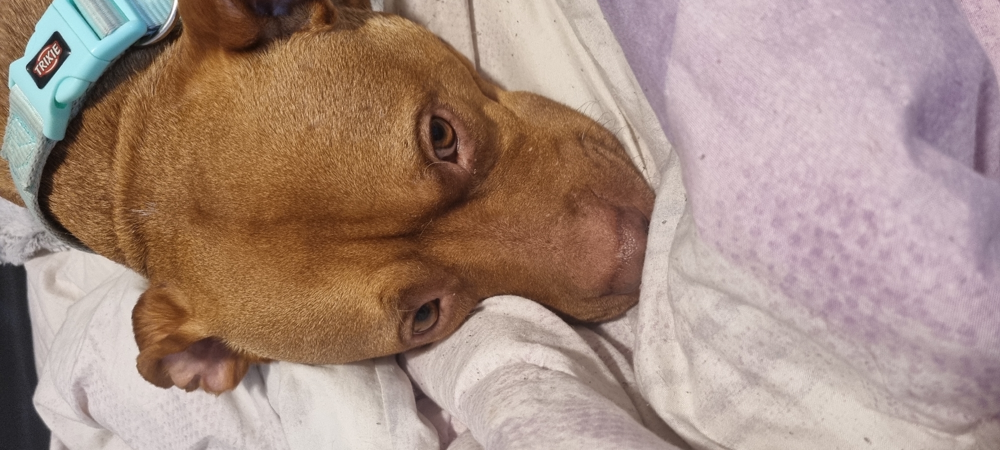 The image displays a close-up, horizontal view of a reddish-brown dog, likely a Pitbull or a similar breed, resting indoors. The dog's head is turned to its right, with both its amber-brown eyes visible and open, conveying a calm and relaxed expression.
Around the dog's neck is a light blue collar with a light grey stripe. A black buckle on the collar clearly displays the brand name "TRIXIE" in white capital letters. The dog is comfortably nestled on and partially covered by soft, rumpled fabrics. A white sheet or blanket is visible on the left side and under the dog's head, while a light purple fabric with a subtle, faded pattern covers the right side of the frame. Both fabrics exhibit small specks, possibly lint or dust, suggesting a cozy, lived-in environment. One of the dog's paws is curled up, further indicating its comfortable posture. The dog's fur is short and appears well-groomed. The lighting is soft and even, consistent with an indoor setting.