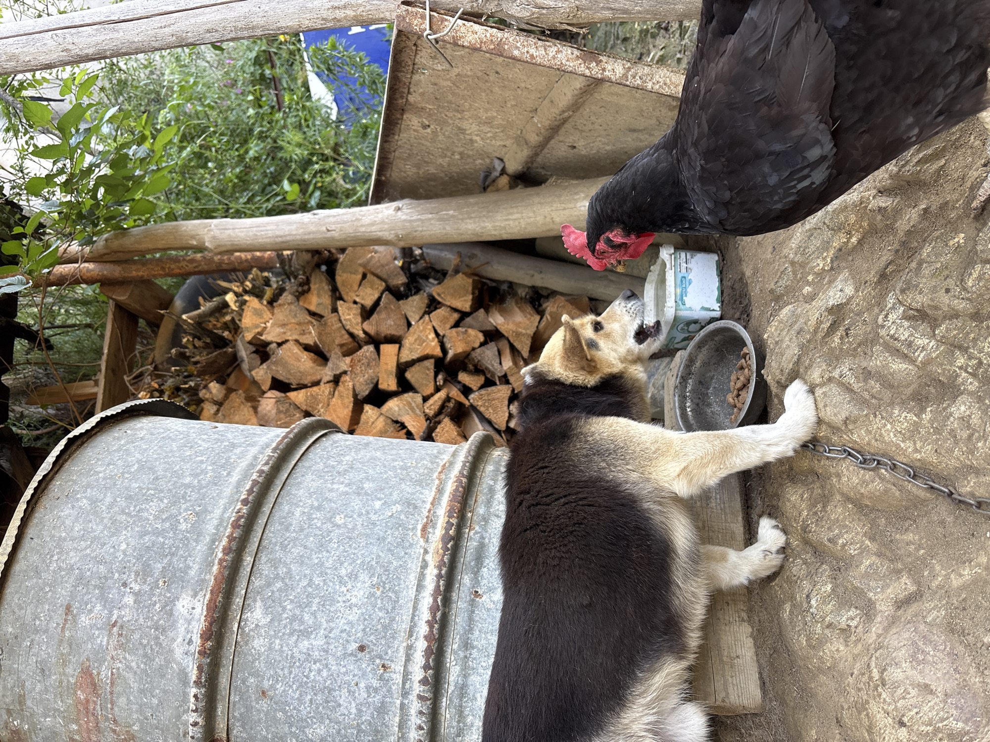 The image shows a chained dog, possibly a mixed breed with black and tan fur, lying near a galvanized metal barrel and a woodpile. The dog is barking at a black chicken standing nearby. A metal bowl with dog food and a plastic container are also present. The ground appears to be a rough concrete or stone surface. The location is potentially Zlatograd, Bulgaria.