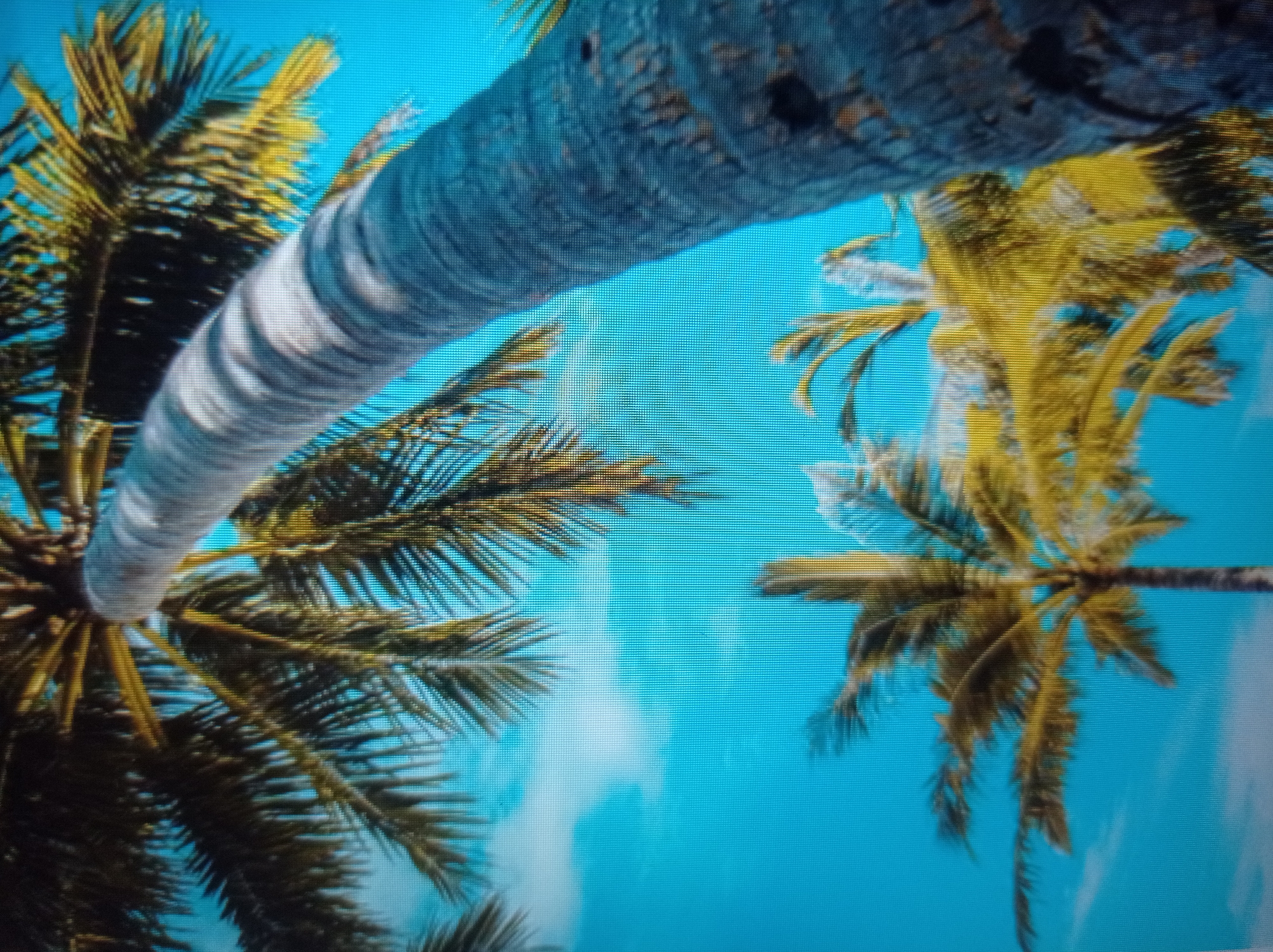 The image is a low-angle shot of a bright blue sky with some wispy white clouds. Several palm trees are visible, with their fronds extending towards the sky. One large palm tree trunk dominates the right side of the frame, curving upwards and to the left. The leaves of the palm trees are a vibrant green and yellow. The overall impression is one of a tropical or sub-tropical environment. There are no people or man-made structures visible in the image. The image does not depict the city of Mukachevo, Ukraine, as palm trees are not native to this region and are not commonly grown there.