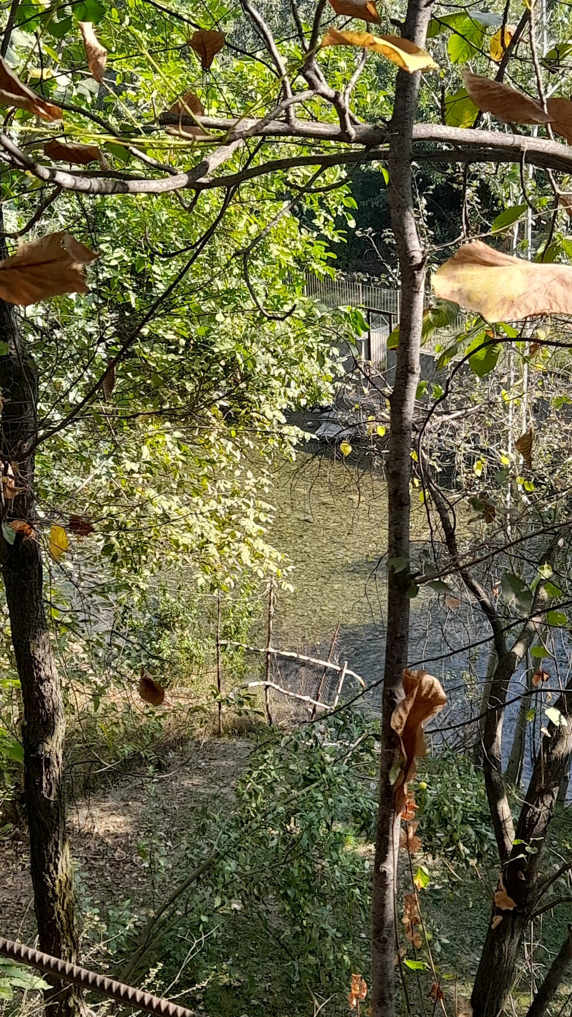 The image depicts a natural scene, likely a park or natural reserve, with a focus on vegetation and a body of water. In the foreground, several trees with branches and leaves are visible, some of which are brown and appear to be autumnal. A small, makeshift fence made of thin wooden posts and horizontal wires is positioned on the bank of a shallow, clear river. The riverbed is visible through the water, with stones and pebbles discernible. In the background, beyond the river, there is a wooden structure, possibly a small bridge or walkway, surrounded by more trees and vegetation. The lighting suggests it is daytime, with sunlight filtering through the leaves, creating dappled shadows. The overall impression is one of a tranquil, natural environment. There are no people or animals visible in the image, nor any explicit signs of human activity beyond the wooden fence and the distant structure.