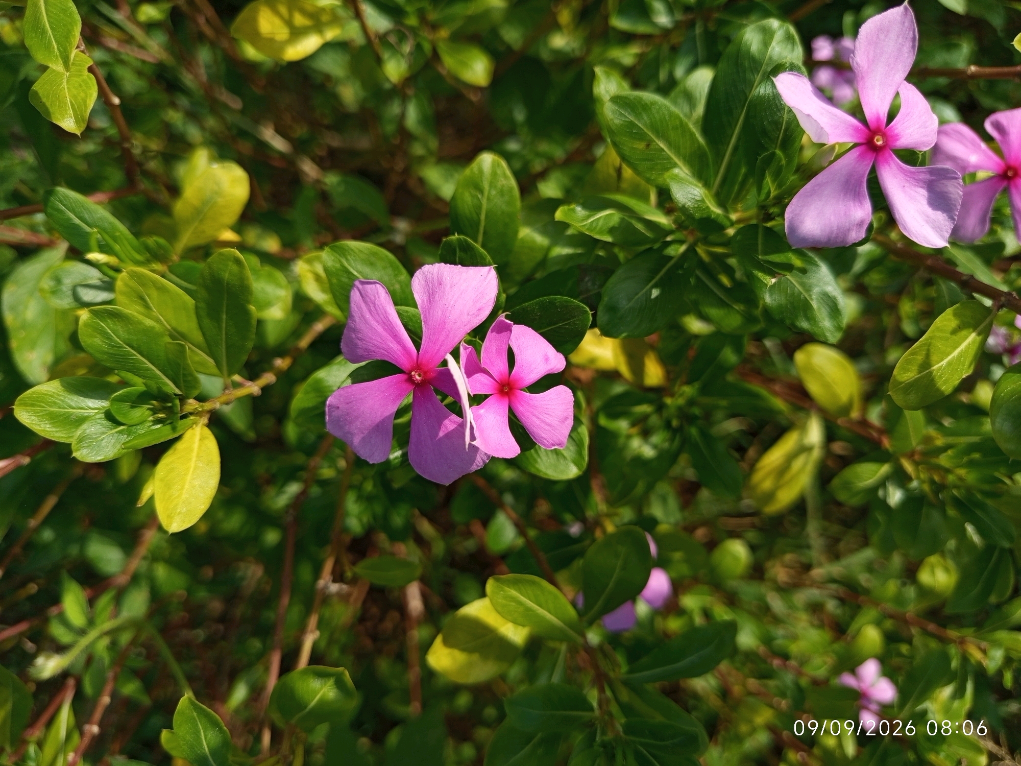 The image captures a close-up view of flowering plants with vibrant pink and purple blossoms against a backdrop of lush green foliage. The flowers, identifiable as Vinca or Periwinkle, exhibit five delicate petals with a darker pink or red center. The leaves are oval-shaped and glossy, with some showing a yellowish tint, suggesting variations in sunlight or the plant's health. The lighting indicates it is daytime, with sunlight casting shadows and highlighting the textures of the petals and leaves. A date and time stamp, "09/09/2026 08:06," is visible in the lower right corner of the image. The scene appears to be an outdoor garden or natural setting within Tumlingtar, Nepal, known for its diverse flora. No people or specific urban features are visible.