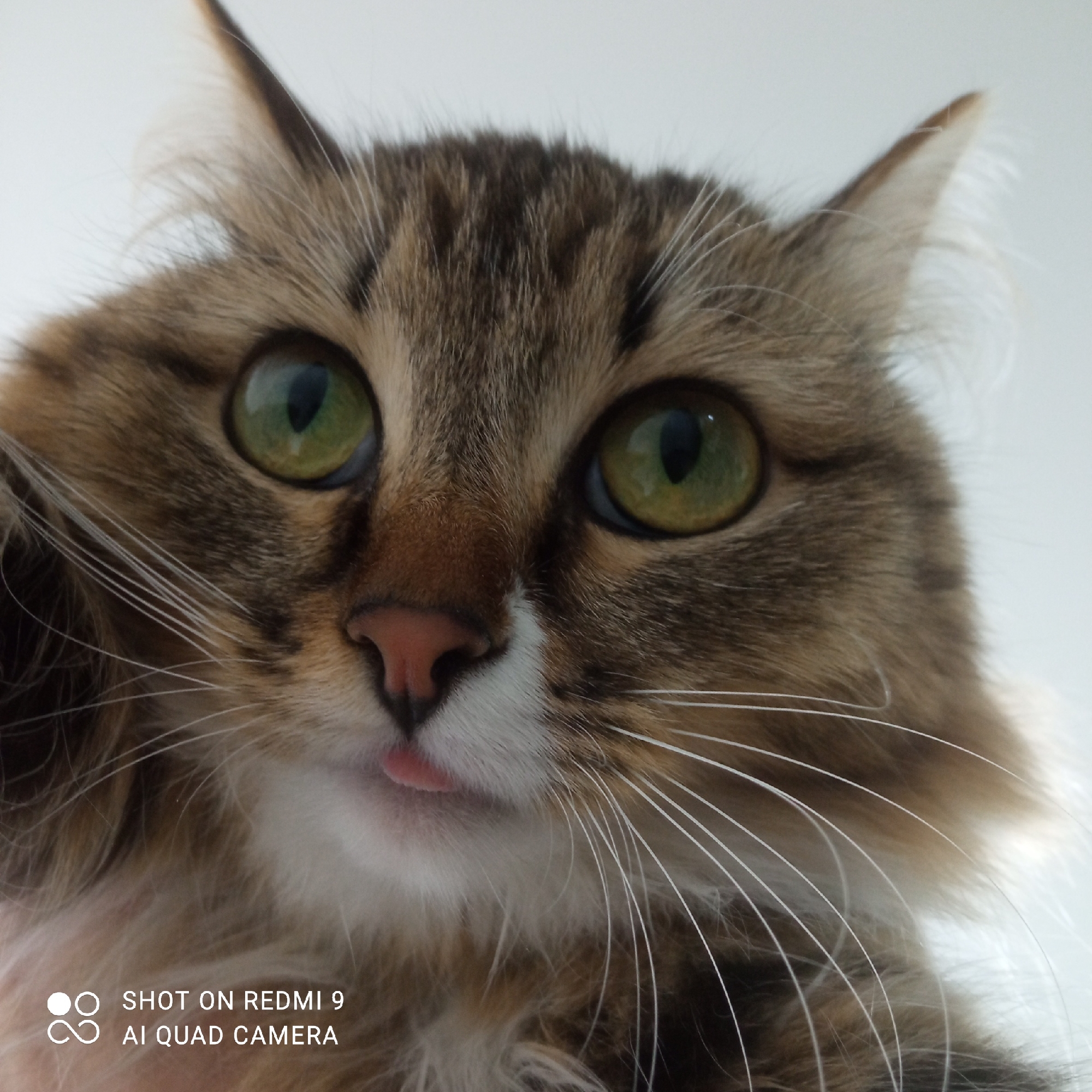 A close-up shot of a tabby cat's face. The cat has green eyes, a pink nose, and its tongue is slightly protruding. The fur is primarily brown and white, and there are long white whiskers. The background appears to be a plain white surface. The image includes text indicating it was taken with a Redmi 9 AI Quad Camera. The location is Chaikovsky, Russia.
