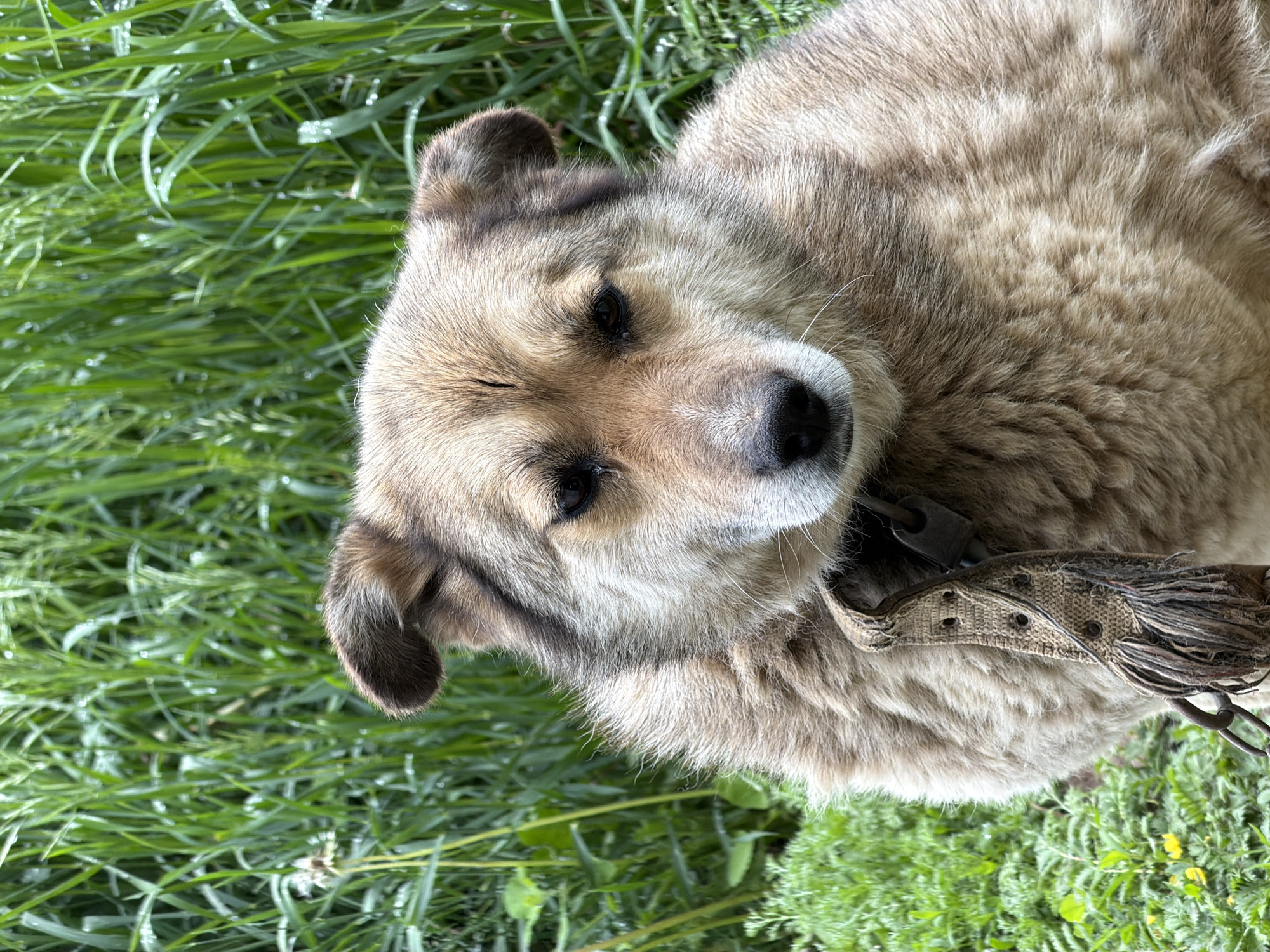 A light brown and tan dog, possibly a mixed breed, is captured in a close-up shot, lying on its side amidst lush green grass. The dog's head is tilted slightly, and its dark eyes are partially open, giving it a calm, almost sleepy or contemplative expression. Its fur is thick and varied in shades of light brown and tan, with darker brown areas around its ears and muzzle.

A rustic, woven fabric collar, appearing to be made of burlap or similar material, is visible around the dog's neck. The collar features several metal eyelets and a tattered, tasseled end, with a metal chain link visible.

The background is entirely composed of vibrant green grass, which appears to be covered in dew or small water droplets, suggesting a morning setting or recent moisture. The overall lighting indicates it is daytime. The scene depicts a peaceful outdoor moment for the dog. There is no visible text in the image. This media file was taken in Marakushi, Russia.