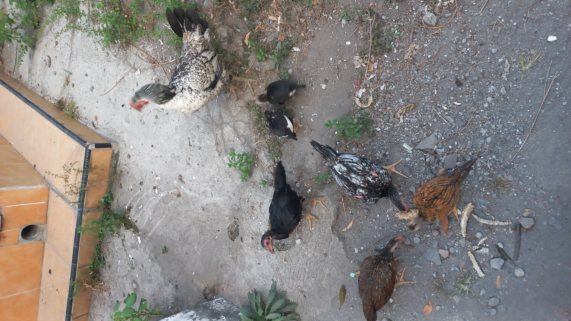 In Pare, Indonesia, an outdoor scene depicts several chickens and chicks on a dirt and concrete ground. A large hen with black and white speckled feathers stands on the right side of the image, facing left. In the center left, a black hen with red facial features is positioned. To the left of the black hen, two chicks, one black and white and the other black, are close together. In the foreground, two younger chickens with brown and black speckled feathers are pecking at food scraps on the ground. Another chicken, predominantly brown with black markings, is also visible in the foreground, actively eating. The background features a partially visible structure with orange tiles and a drainpipe, suggesting it might be part of a building or outdoor furniture. The ground is a mix of compacted dirt and broken concrete, with sparse green vegetation growing in patches.