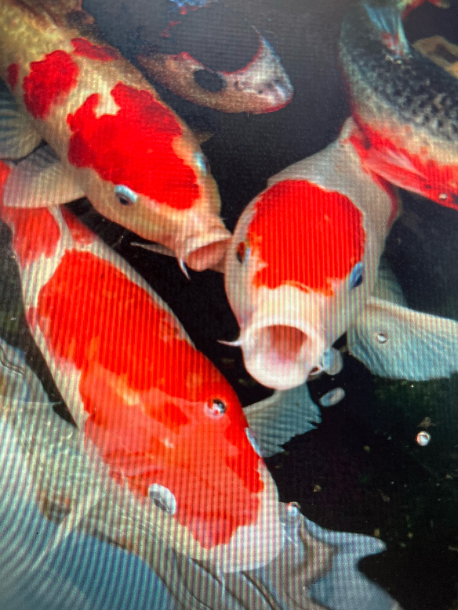 The image shows a close-up of several koi fish in dark water. The fish have distinct red and white markings. One fish in the foreground is predominantly white with large red patches, and its mouth is open. Another fish, slightly behind and to the left, is also white with red markings and appears to have its mouth closed. A third fish, in the upper right, has darker scales mixed with red and white. The water is dark and appears murky, with some small bubbles visible. The scene depicts koi fish in their aquatic environment. The location in Sejahtera, Indonesia, is not discernible from the visual information provided in the image.