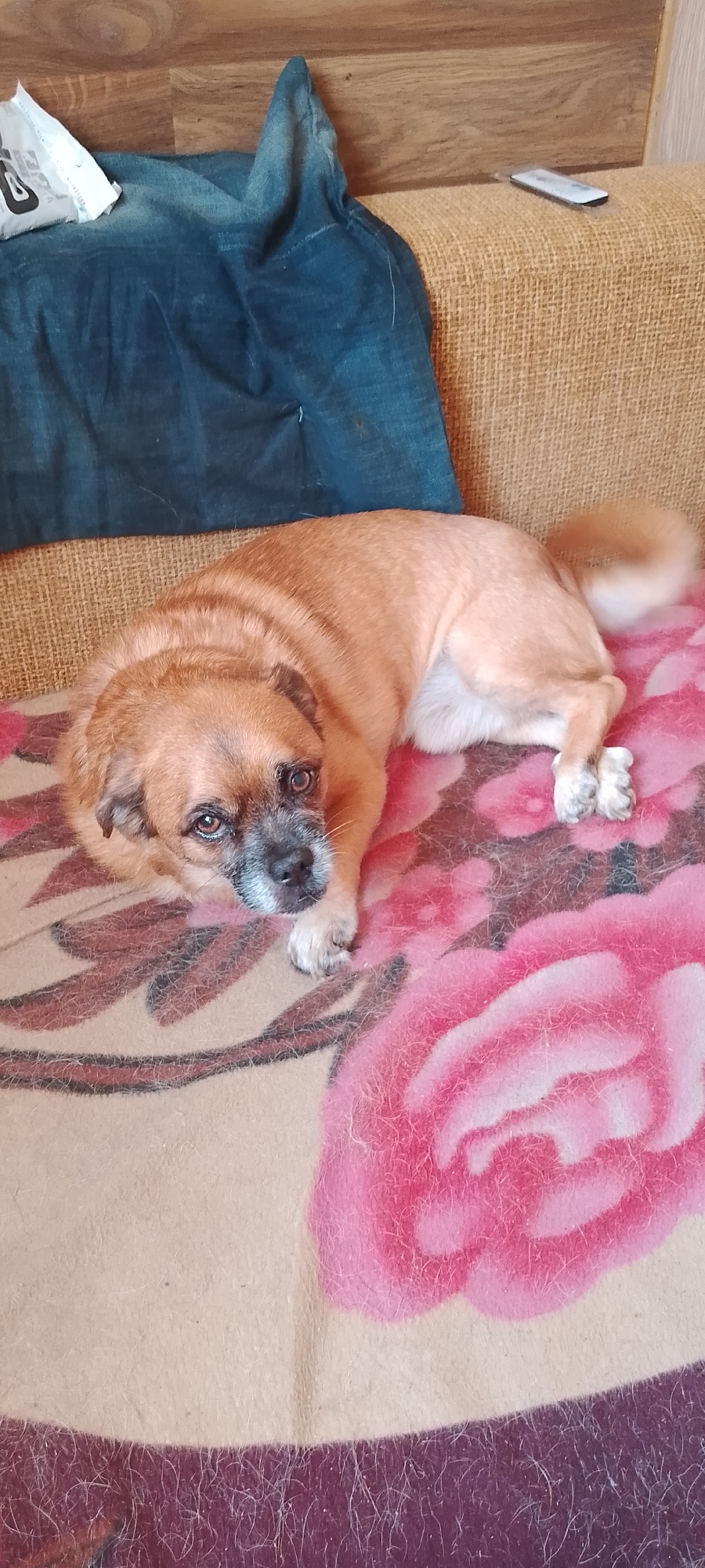 A medium-shot, eye-level, slightly low-angle photograph captures a light brown-colored dog with dark muzzle markings and white-tipped paws resting on a blanket adorned with large pink floral patterns. The dog is positioned on its side, facing the camera with its head slightly tilted. The background features a textured, light brown couch and a dark blue folded fabric. A wooden panel wall is visible in the upper left corner. The scene is indoors, likely within a residential setting in Belgorod, Russia. There are no humans present.