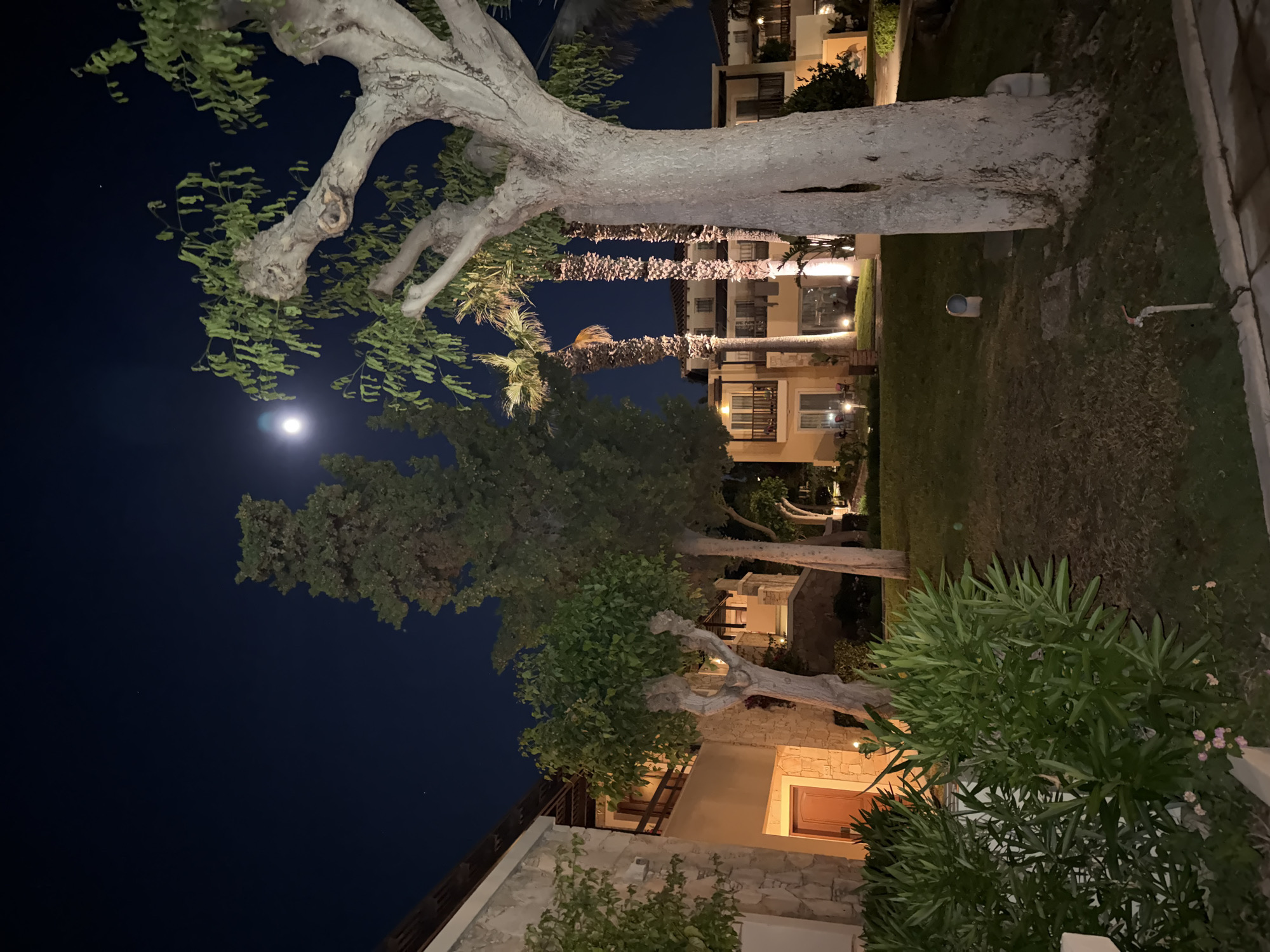 At night in Kos, Greece, the moon illuminates a scene featuring trees, buildings, and vegetation. A pale-barked tree with leaves extends into the dark sky where the moon is visible. In the background, buildings with lit windows are visible beyond palm trees. The foreground includes a stone building and shrubbery. The ground is covered in grass. A sprinkler system is visible along the grass.