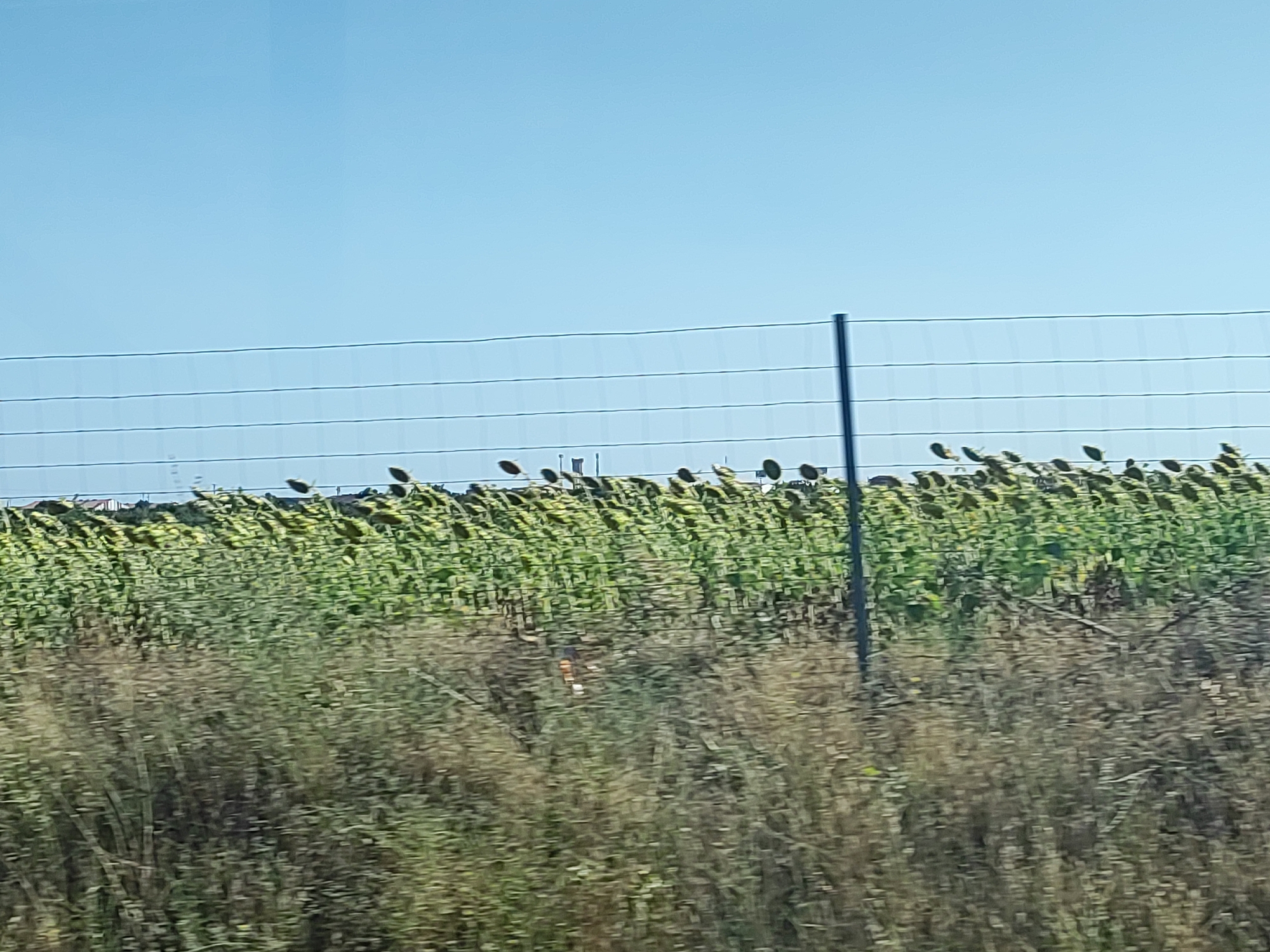 A wide shot captures a field of sunflowers under a clear blue sky, viewed through a fence. The sunflowers are mostly past their prime, with drooping heads, and appear to be in various stages of drying. The field extends into the distance, suggesting a large agricultural area. The fence consists of horizontal wires supported by vertical posts, one of which is prominent in the foreground on the right side. The foreground is filled with dry, tall grass and brush. The overall impression is of a rural landscape, possibly on the outskirts of Toro, Spain.