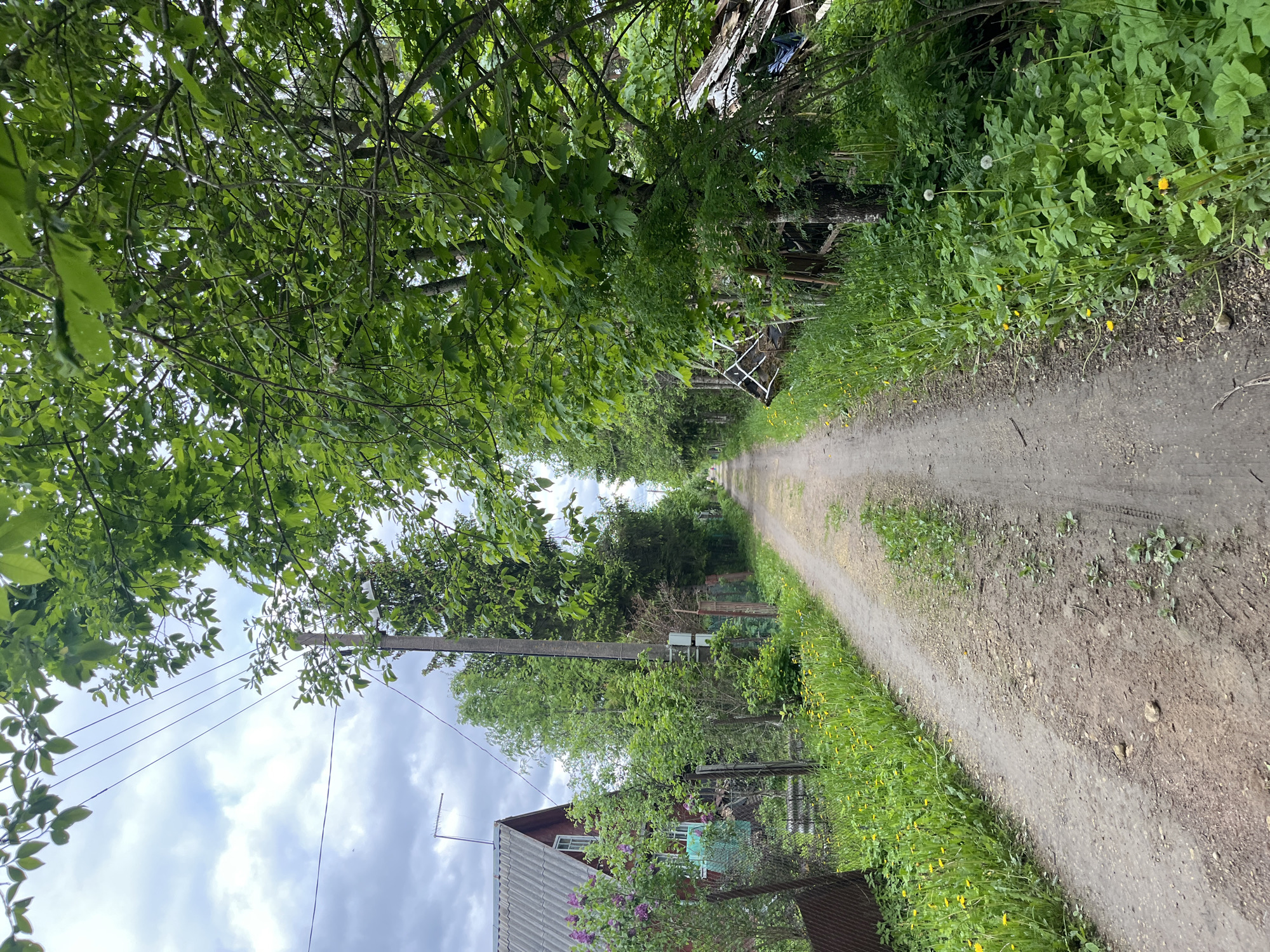 The image depicts a dirt road in Мшинская, Russia. The road stretches into the distance, flanked by overgrown vegetation on both sides. Trees arch overhead, creating a partial canopy. A house is visible to the left, with a gray roof and purple flowers near a fence. Power lines are strung along poles on the left. Debris is visible on the right. The sky is cloudy.