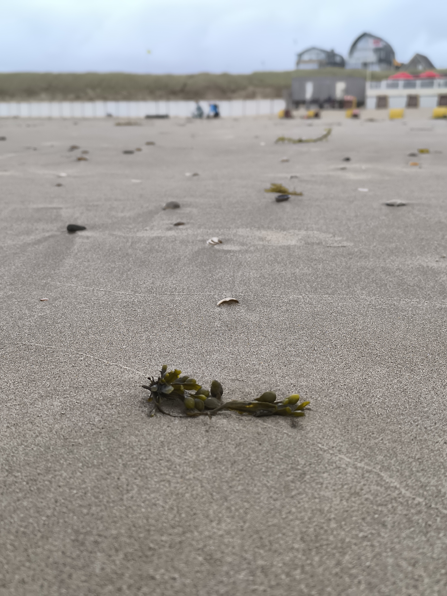 An extreme close-up, low-angle shot of a clump of seaweed rests on a sandy beach. The sand is a light tan color and shows faint ripples from the wind or receding tide. Scattered across the sand are small pebbles and shells. In the background, out of focus, is a dune covered in green grass, followed by some buildings. The sky is overcast and a pale gray. The scene suggests a natural, possibly slightly unkempt, beach environment. The location is Bergen, Netherlands.