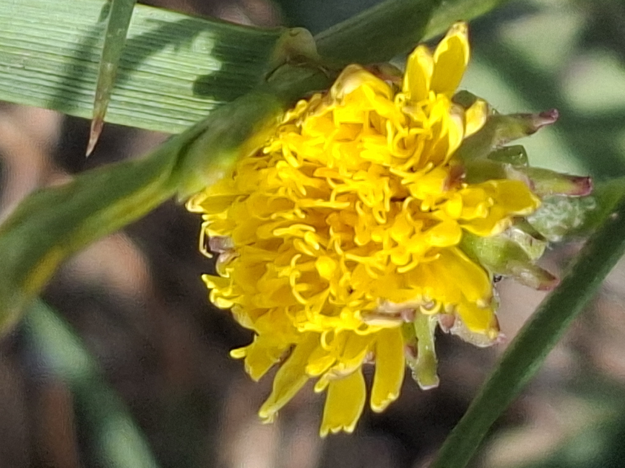 The image shows a close-up of a yellow dandelion flower. The flower is in focus, with its numerous petals creating a fluffy appearance. Several green stalks and blades of grass surround the flower, with the background being a soft, blurred mix of greens and browns. The lighting suggests it is daytime, likely outdoors. The image does not contain any people or specific identifiable landmarks that would indicate its location within the city of Almaty, Kazakhstan.