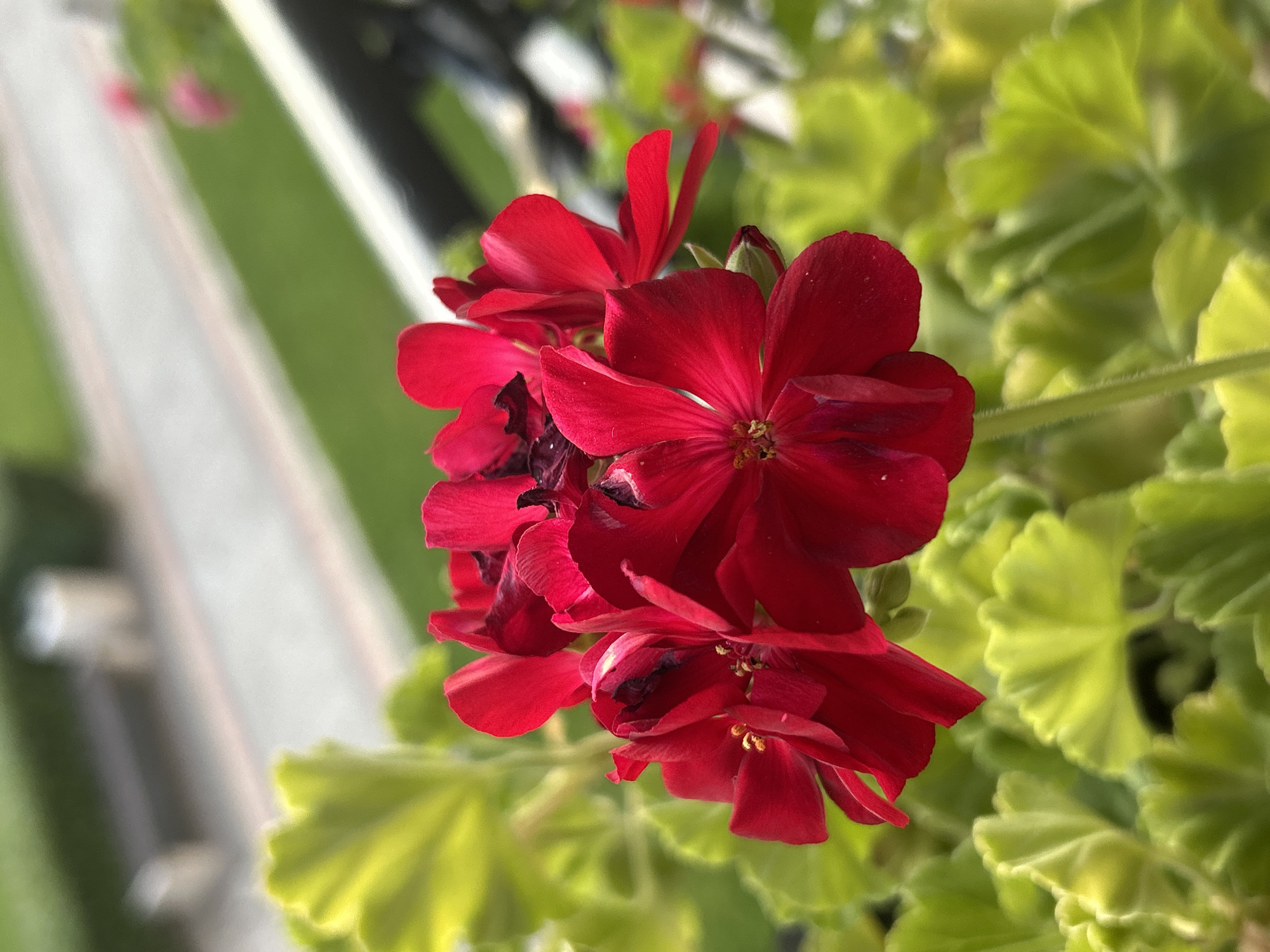 A close-up, shallow depth of field photograph captures a cluster of vibrant red geranium flowers in full bloom. The flowers are the primary subject, with their velvety petals and dark centers sharply in focus. Surrounding the blooms are the characteristic lobed, bright green leaves of the geranium plant, also slightly blurred due to the shallow focus. In the background, the scene is softly out of focus, suggesting an outdoor setting. There are hints of a paved walkway with a light-colored border, flanked by green foliage and a dark railing. In the far distance, a bench is visible on the walkway, and the overall impression is of a well-maintained garden or park area. While the image does not explicitly show any specific landmarks to pinpoint its location within Plovdiv, Bulgaria, the presence of manicured greenery, paved paths, and benches is consistent with public spaces like the Tsar Simeon's Garden or the pathways along the hills of the city. There are no people or discernible actions depicted in the image. The lighting appears to be natural daylight, casting subtle shadows on the petals and highlighting the textures of the flowers and leaves.