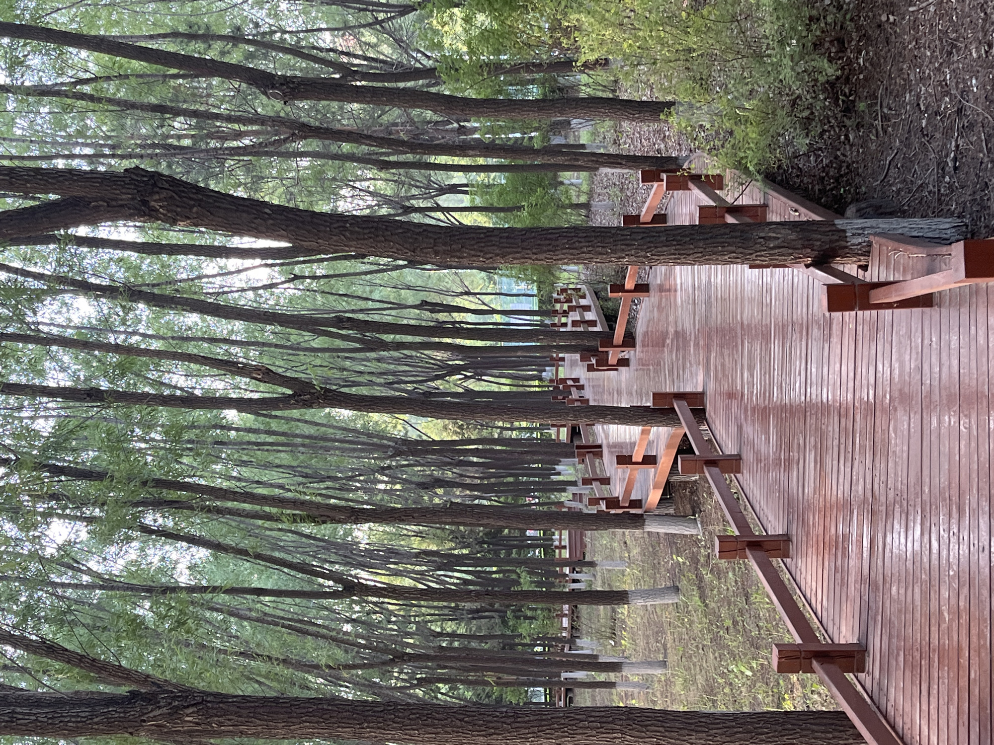 The image depicts a tree-lined walkway in Changchun City, China. A wooden boardwalk stretches into the distance, its surface appearing wet or glossy. Trees with slender trunks line both sides of the walkway. The trees trunks pass directly through the pathway, and the walkway is supported by crossbeams on each tree. The foliage is dense, creating a canopy effect. Beyond the walkway, there is overgrown vegetation. The composition of the image emphasizes perspective, with the trees and walkway converging in the distance. The scene is devoid of people.
