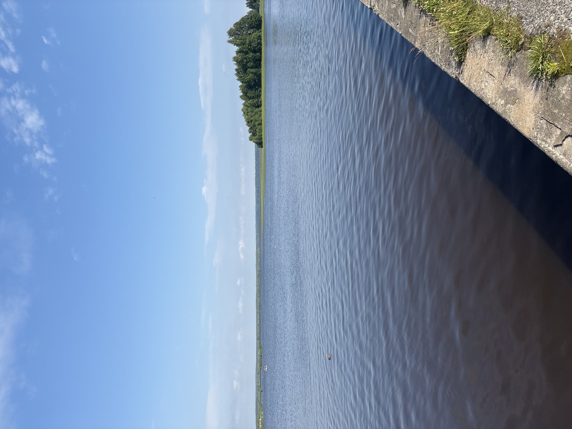 This image depicts a wide, calm body of water, likely a river or a canal, in Sestroretsk, Russia. The water surface is slightly rippled, reflecting the clear blue sky with scattered white clouds. On the left side of the frame, the sky dominates, with a distant treeline visible along the horizon. The treeline appears dense and green, suggesting a natural landscape. On the right side, a concrete embankment runs along the edge of the water, with patches of grass and weeds growing on its surface. The embankment casts a dark shadow onto the water, indicating that the sun is likely high in the sky, suggesting it is daytime. There are a few small objects, possibly birds or distant boats, visible on the water. The overall scene evokes a sense of tranquility and natural beauty, typical of a sunny day in a serene, outdoor environment. No text is visible in the image.