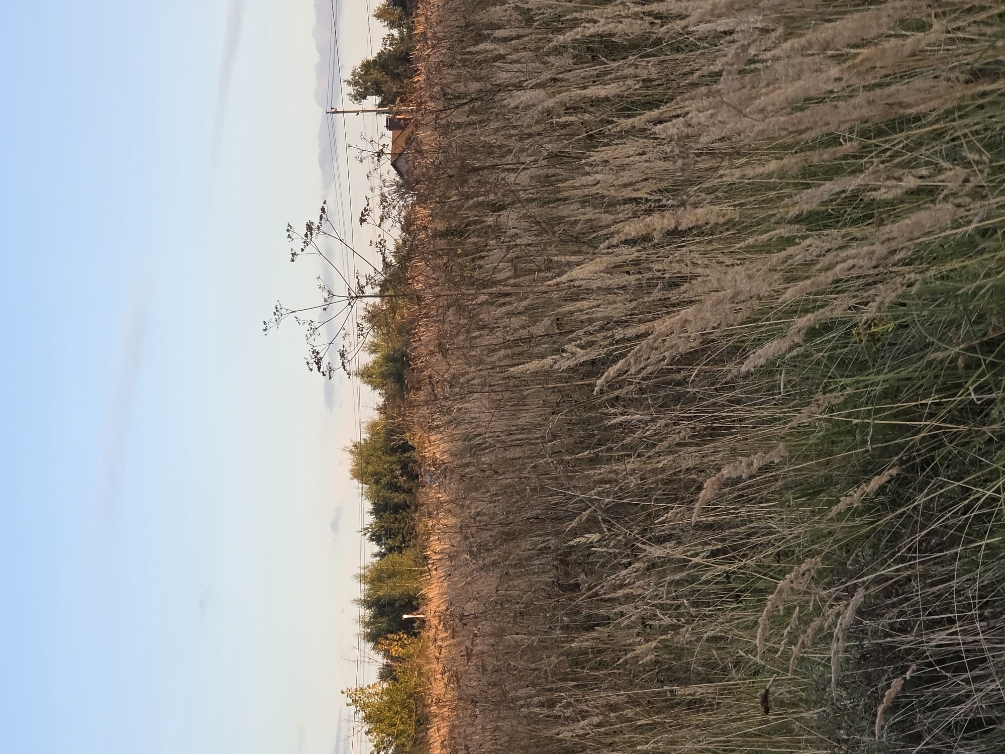 The image depicts a field of tall, dry grass with some green vegetation mixed in. In the background, a line of trees and a small building are visible. The sky is a clear blue with a few faint clouds. The setting appears to be rural, with no immediate signs of urban activity or specific landmarks to identify it as being within the city of Rechitsy, Russia. There are no people or animals present in the scene. The lighting suggests it is late afternoon or early evening.