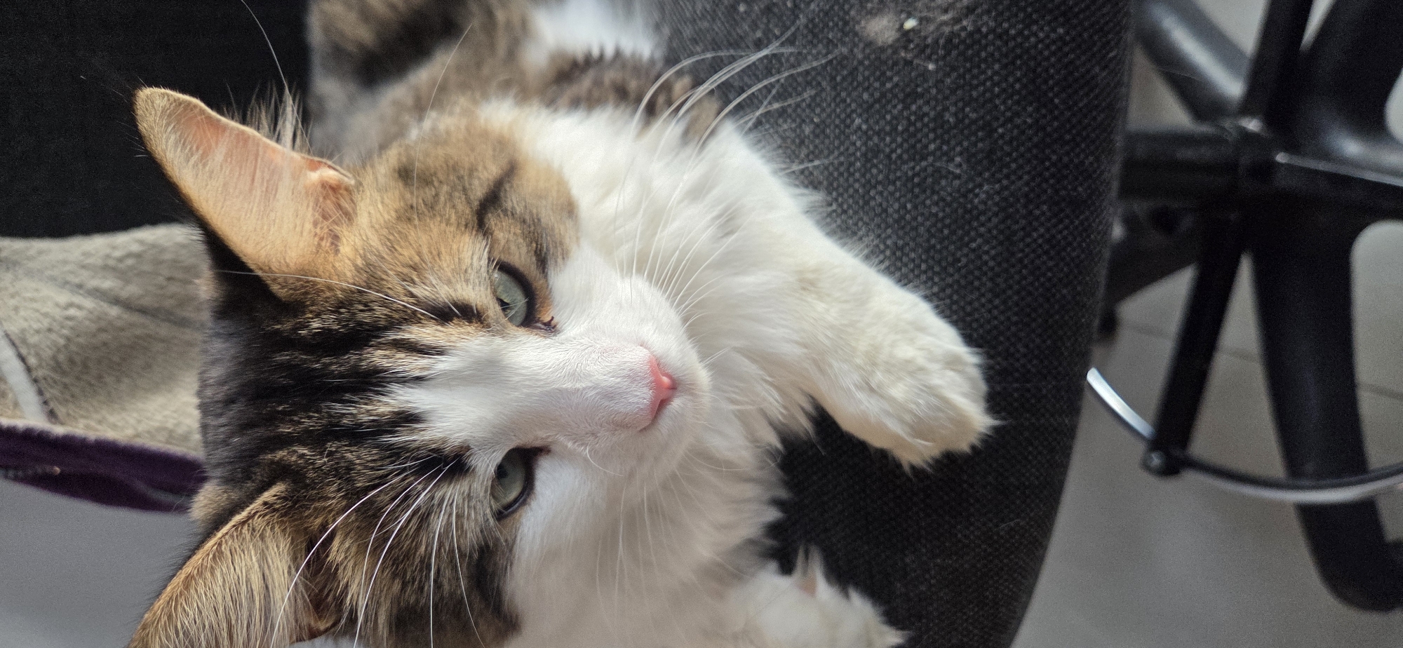 This is a close-up, vertical, eye-level shot of a domestic cat, likely in Andreevskoe, Russia. The cat has a predominantly white face with brown and black tabby markings on its head and back. Its eyes are a light green color. The cat's nose is a bright pink, and it has long white whiskers. One of its front paws is visible, resting on a dark, textured surface, which appears to be part of a chair. The background is blurred, with a hint of a light-colored fabric with a purple trim. The overall lighting suggests an indoor environment.