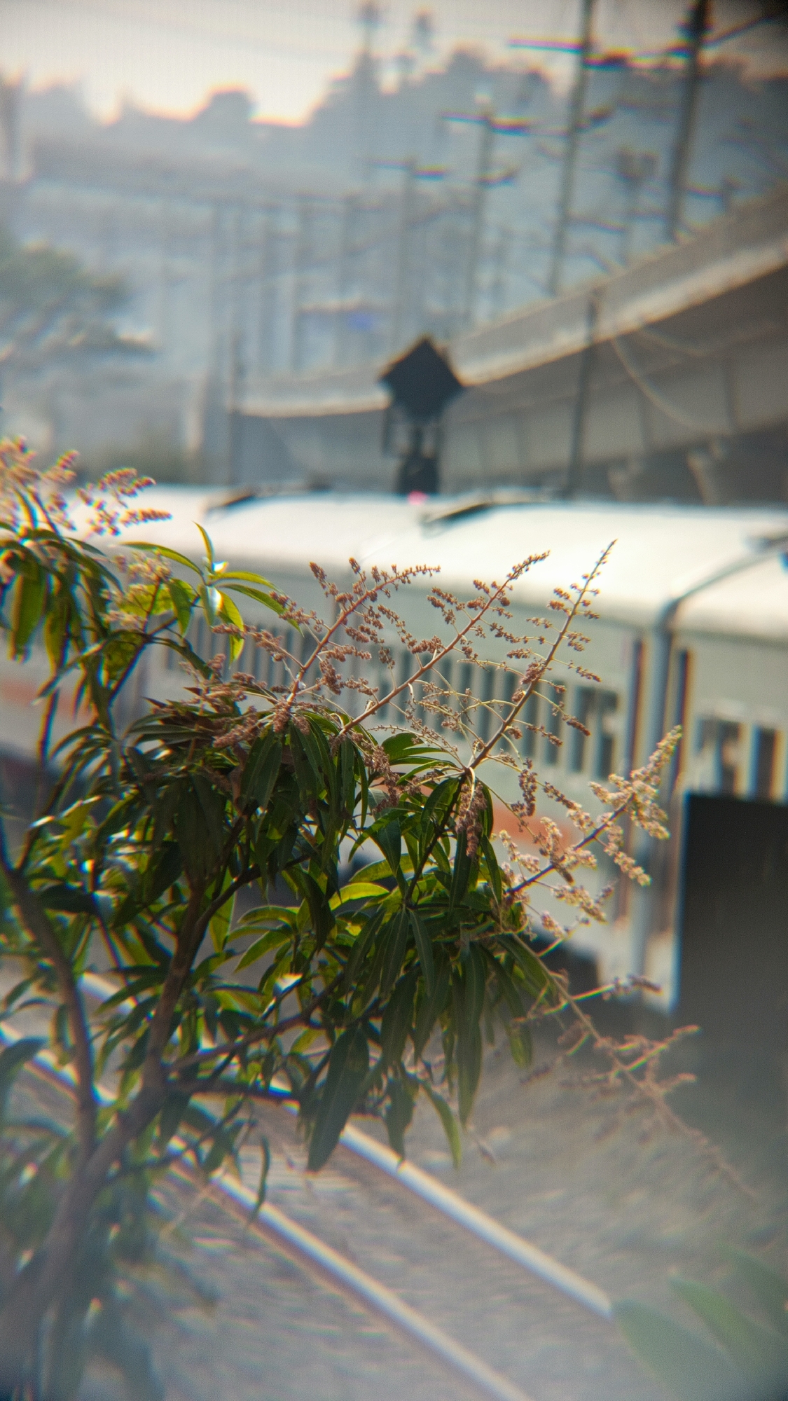 In Margajaya, Indonesia, a close-up shot focuses on the flowering branches of a mango tree, its green leaves and delicate brown blossoms contrasting with the blurred background. Behind the foliage, a white train is visible, with its windows appearing as rectangular shapes along its side. The train tracks are also discernible, running parallel to the train. The overall scene is bathed in a soft, hazy light, contributing to a dreamlike atmosphere.