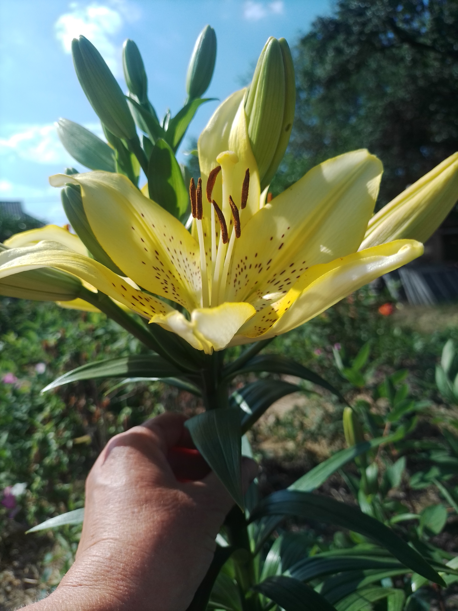 In the image, a close-up shot features a vibrant yellow lily with dark spots on its petals. The lily is in bloom, with its stamens prominently displayed in the center. Several lily buds are also visible, suggesting a garden setting where the plant is growing. The background is a blur of greenery, hinting at a natural outdoor environment, with a glimpse of a house roof and trees, suggesting a residential area. The sky above is a bright blue with scattered white clouds, indicating fair weather during the day. A hand, with visible skin texture and a hint of hair, is gently holding the stem of the lily plant. The overall scene evokes a sense of summer bloom and the beauty of nature. The location is Ustyvytsia, Ukraine.