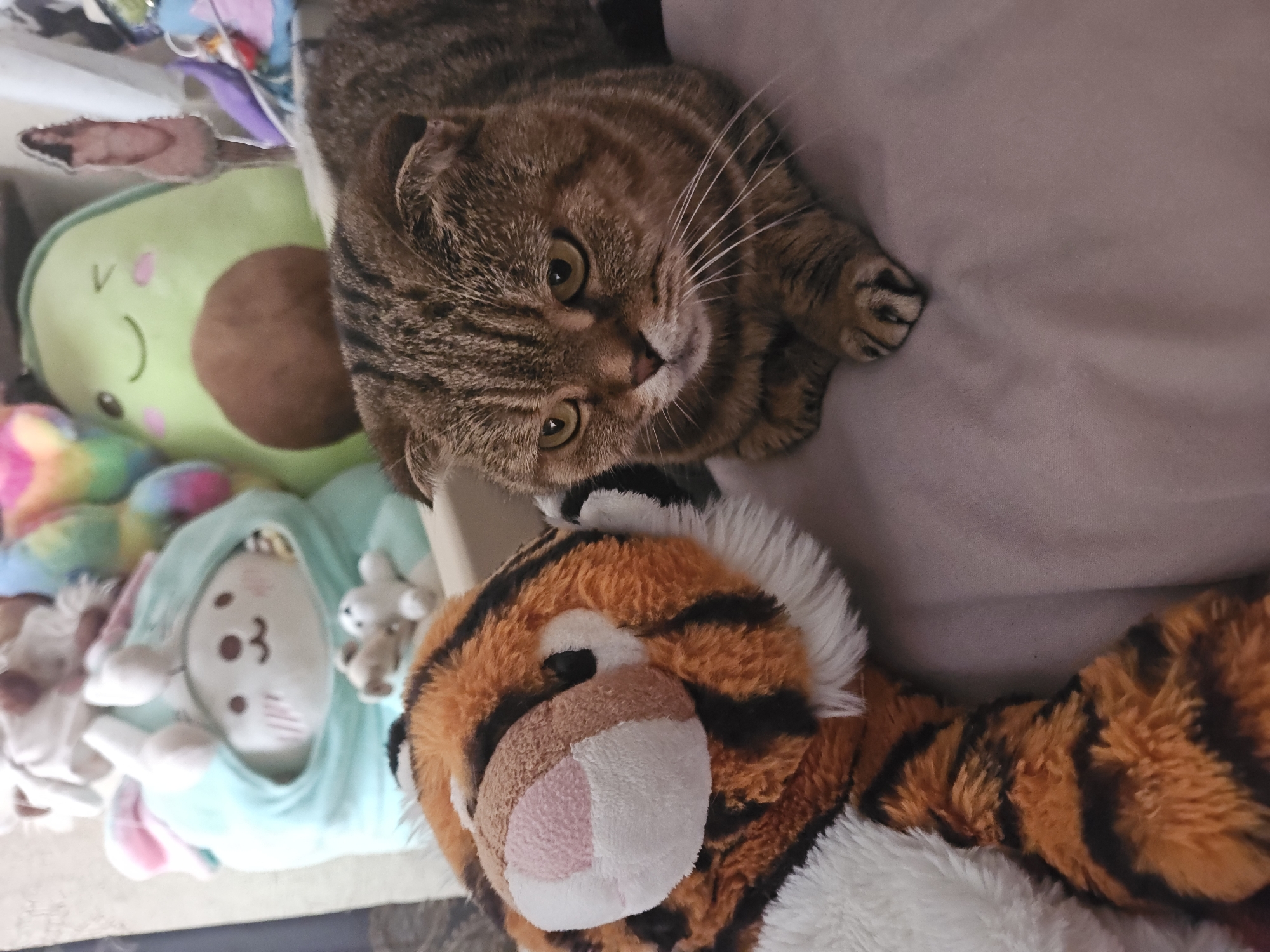 A Scottish Fold cat with tabby markings is lying on a purple bedspread next to a stuffed tiger toy. In the background, there are several stuffed animals, including a light blue rabbit-like character, a green avocado with a brown pit, and a rainbow-colored stuffed animal. The scene appears to be indoors, possibly in a bedroom. The image does not contain any specific landmarks or details that would allow for the determination of its location in Ulyanovsk, Russia.