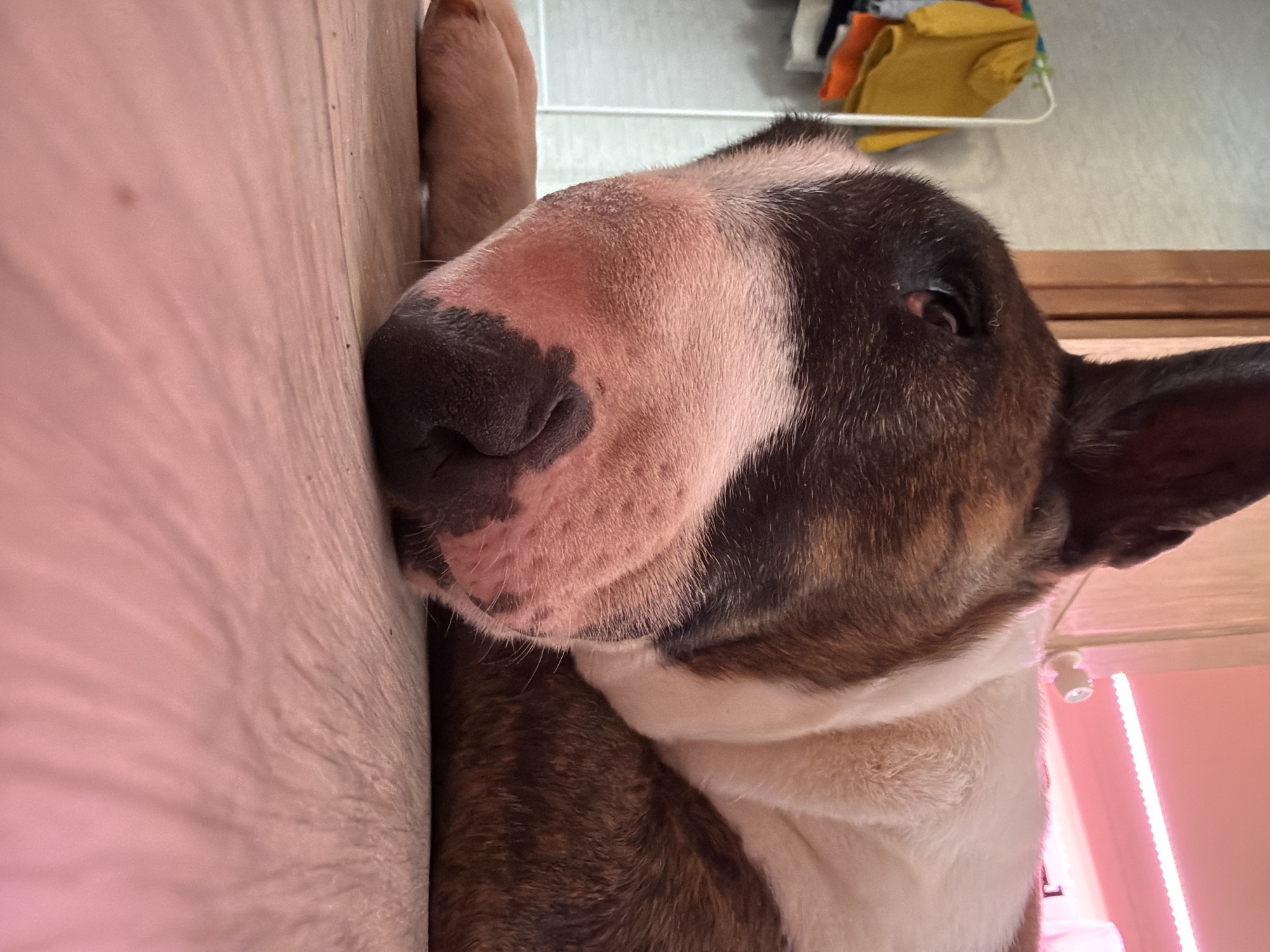 A close-up, eye-level shot depicts a bull terrier dog resting its head against a wooden wall. The dog has a white and brown coat, with a pink nose and dark brown markings around the eyes and ears. A single visible eye is partially closed. Behind the dog, out of focus, are articles of clothing on a rack and a light fixture with a pink hue. The location is unspecified but, based on the instructions, potentially in Chaikovsky, Russia.