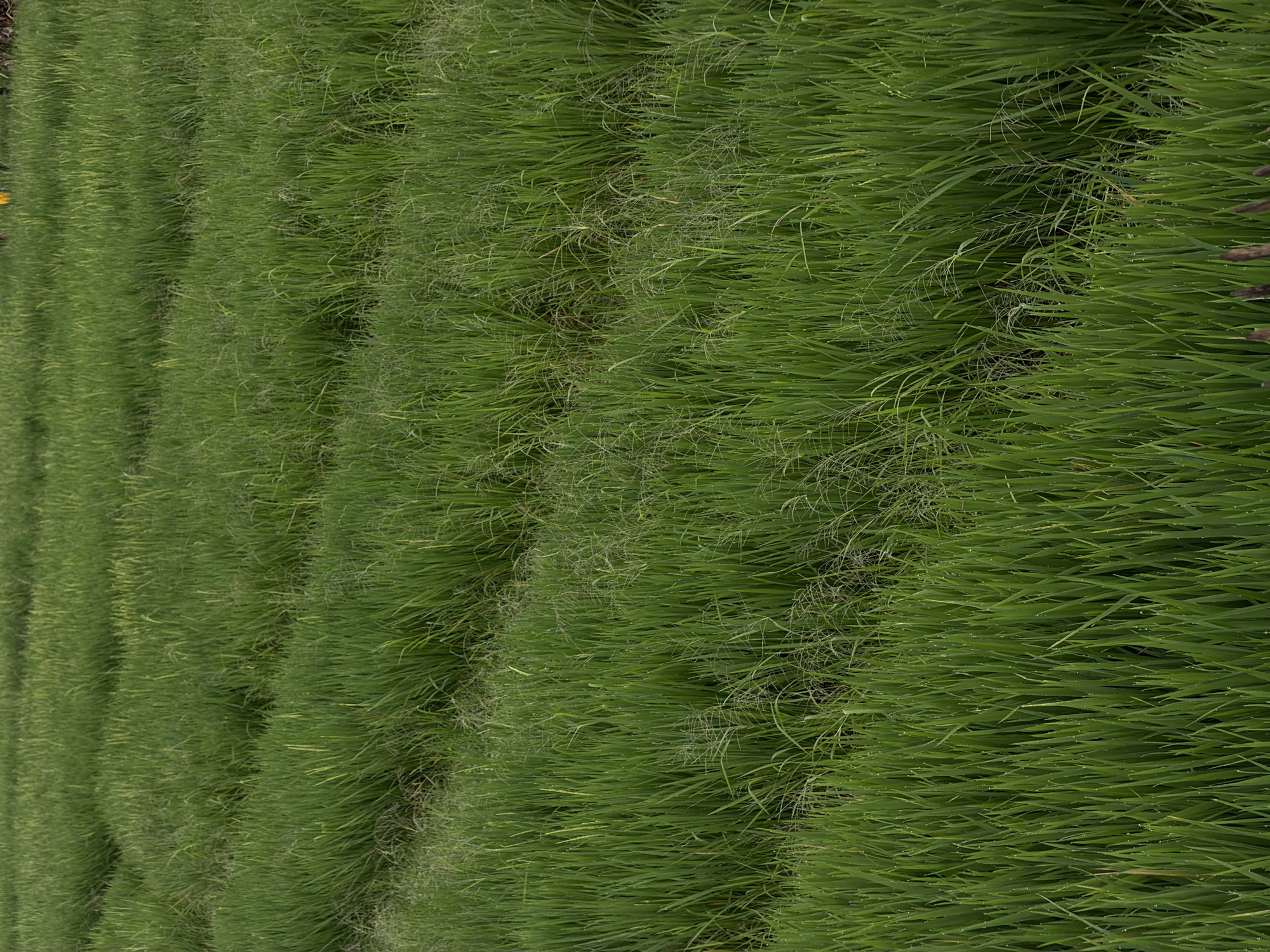 The image depicts a field of green rice paddies in North Kuta, Indonesia. The plants are densely packed and exhibit rows indicating planned cultivation. Dew or moisture droplets are visible on many of the blades of grass, signifying possible recent rainfall or high humidity. There are no people or animals immediately visible in the frame. A small bit of yellow flowers and a partial view of a wooden structure are located at the extreme top left and right of the image, respectively.