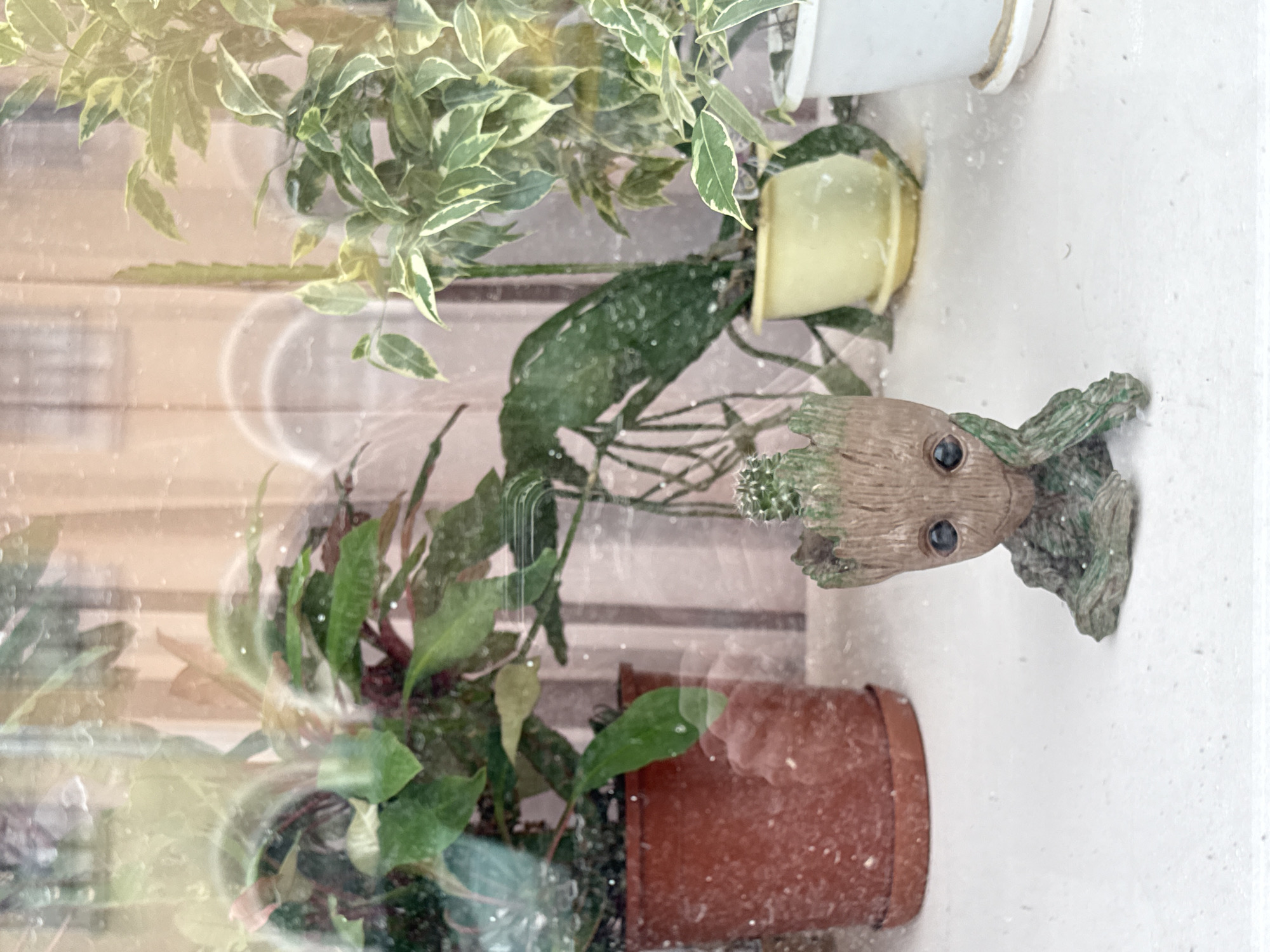 A still-life image displays a collection of houseplants and a Groot figurine, set indoors against the backdrop of a window reflecting the city of Saint Petersburg, Russia. Four potted plants are visible, including a green and cream variegated plant in a white pot, a smaller plant in a yellow pot, a plant with long green leaves, and a plant with red stems and green leaves in a terracotta pot. The Groot figurine, with its characteristic wood-like texture and large eyes, is positioned amongst the plants. The background window exhibits reflections of buildings, indicative of an urban setting. The overall composition is viewed through what appears to be a slightly blurred or wet surface, with droplets visible, suggesting recent rain or cleaning.
