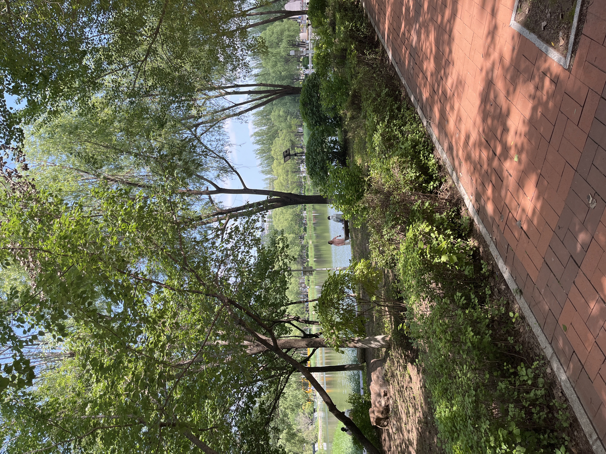 The image depicts a tranquil park scene on a sunny day, likely in Changchun City, China, given the context. A paved brick pathway, with dappled sunlight filtering through overhead leaves, runs along the right side of the frame. This pathway borders a lush green area with dense bushes and scattered trees. Beyond this, a serene lake reflects the clear blue sky. On the left bank of the lake, a large, reddish-brown rock is visible. In the middle distance, on the grassy area near the lake's edge, two individuals are seated, appearing to be enjoying the scenery. Further back, trees line the opposite bank of the lake, and in the far distance, buildings are subtly visible. The overall atmosphere is peaceful and natural, indicative of a well-maintained urban park.