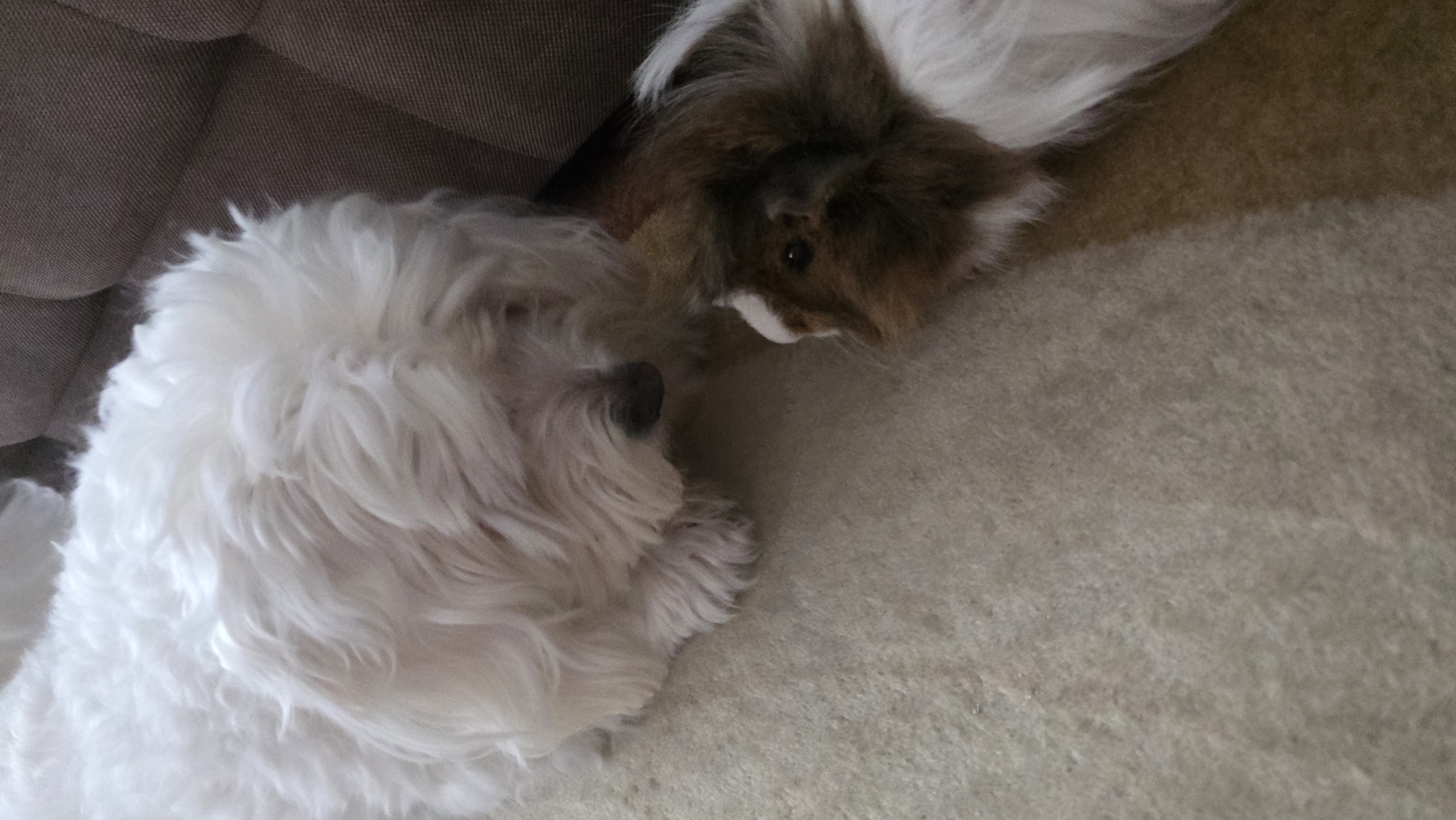 A white, shaggy dog lies on a beige carpet next to a brown and white guinea pig toy. The dog is positioned on the left side of the image, near a grey sofa. The scene takes place indoors, likely in a home. No specific location details within Blagoevgrad, Bulgaria are discernable.