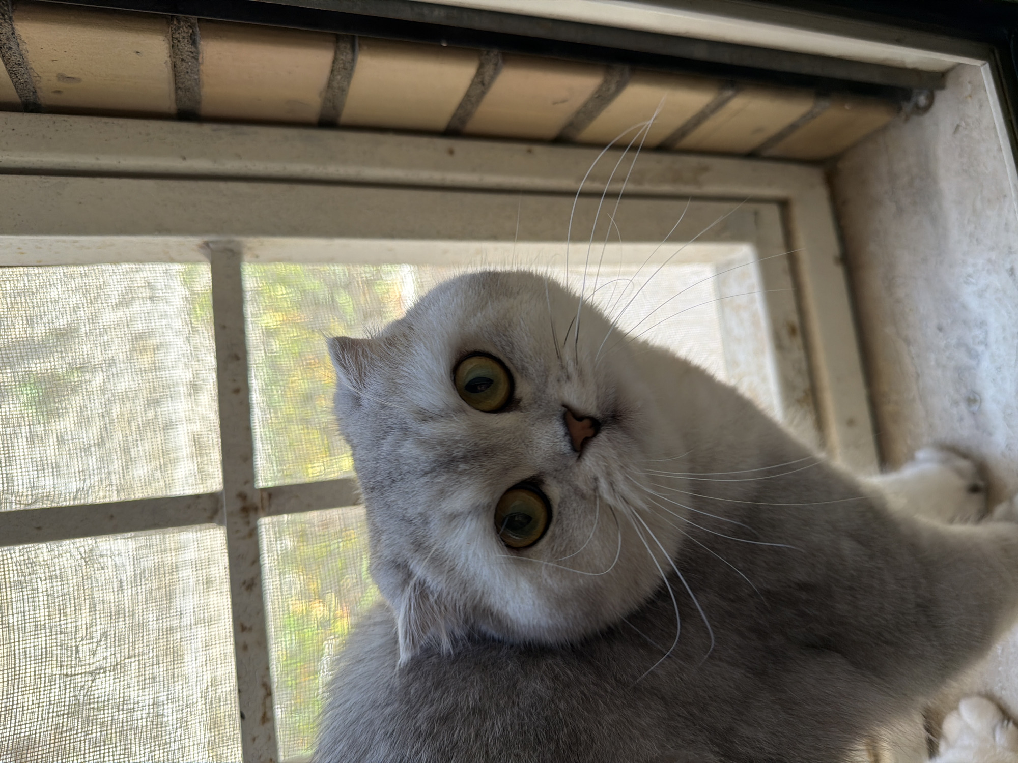 A Scottish Fold cat with grey and white fur and large yellow eyes is looking directly at the camera. The cat is sitting on a windowsill in front of a window with a sheer curtain. The window frame is light-colored, and to the right of the window, a brick wall is visible. The background outside the window appears to be a garden with green foliage and some yellow flowers, blurred by the curtain and distance. The lighting suggests it is daytime, with sunlight filtering through the window. The cat's ears are folded forward. There is no indication of the city of Rome, Italy, in the image.