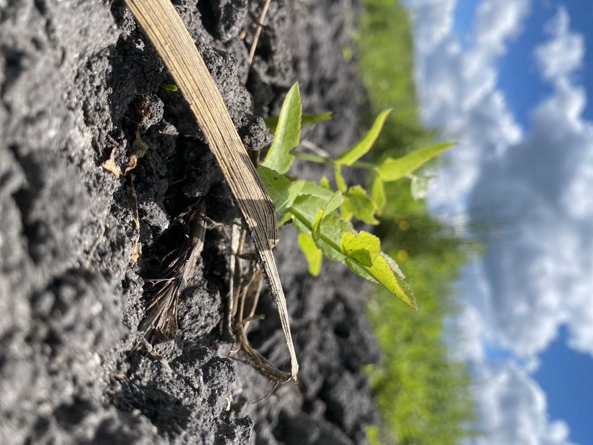 A close-up image shows a small green plant growing out of dark, cloddy soil. A dry, straw-colored blade of grass lies across the soil and plant. In the background, green vegetation extends towards a blue sky with white clouds. The location, Matiashivka, Ukraine, is not apparent from the image alone, but this context is provided. No people, specific actions, or interactions are visible. The scene primarily depicts plant life in a natural outdoor environment.