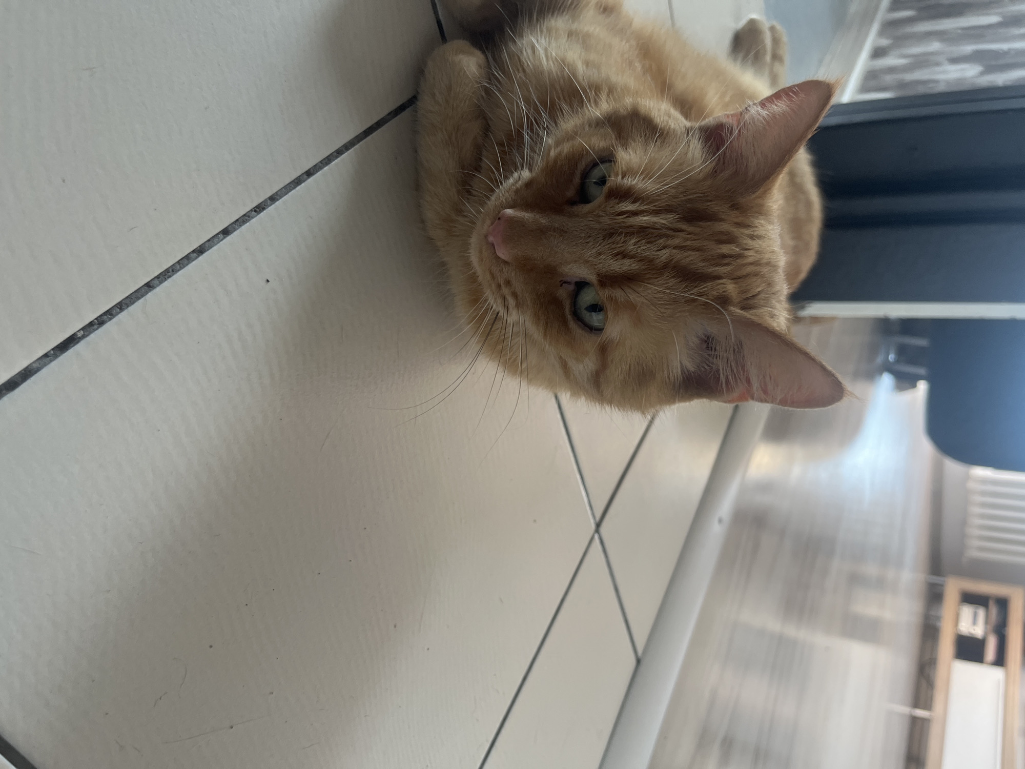 An orange tabby cat is lying on a tiled floor in what appears to be a residential setting. The cat is facing the camera with its paws tucked underneath its body. Its eyes are partially closed, and its ears are perked up. The tiled floor is light-colored with dark grout lines. In the background, a wooden cabinet with white doors and a heating radiator are visible, suggesting an indoor environment. The lighting in the scene is bright, with light reflecting off the floor. There is no indication that this scene is in Zabrze, Poland, or any specific city.