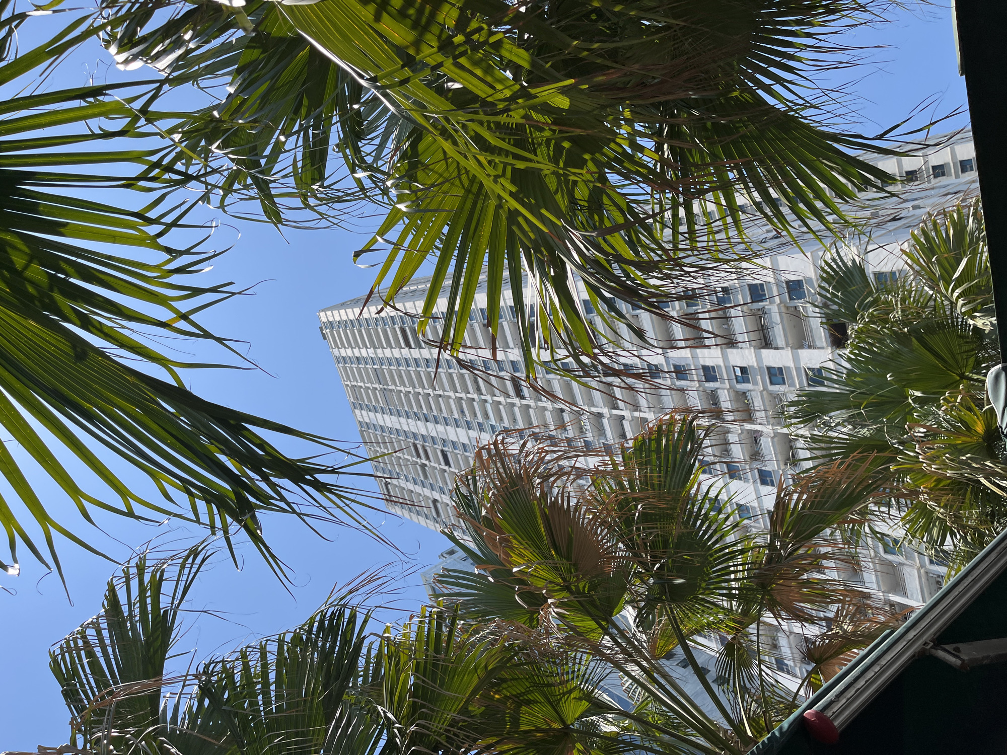 The image presents a view looking up through palm trees towards a tall, white building, set against a clear, blue sky. The palm trees frame the building. A green awning or structure partially obscures the view at the bottom right corner. The building has a grid-like facade with numerous windows. The location is likely in a coastal area, potentially in Đà Nẵng, Vietnam, based on the presence of palm trees, the architectural style of the building, and the overall atmospheric conditions.