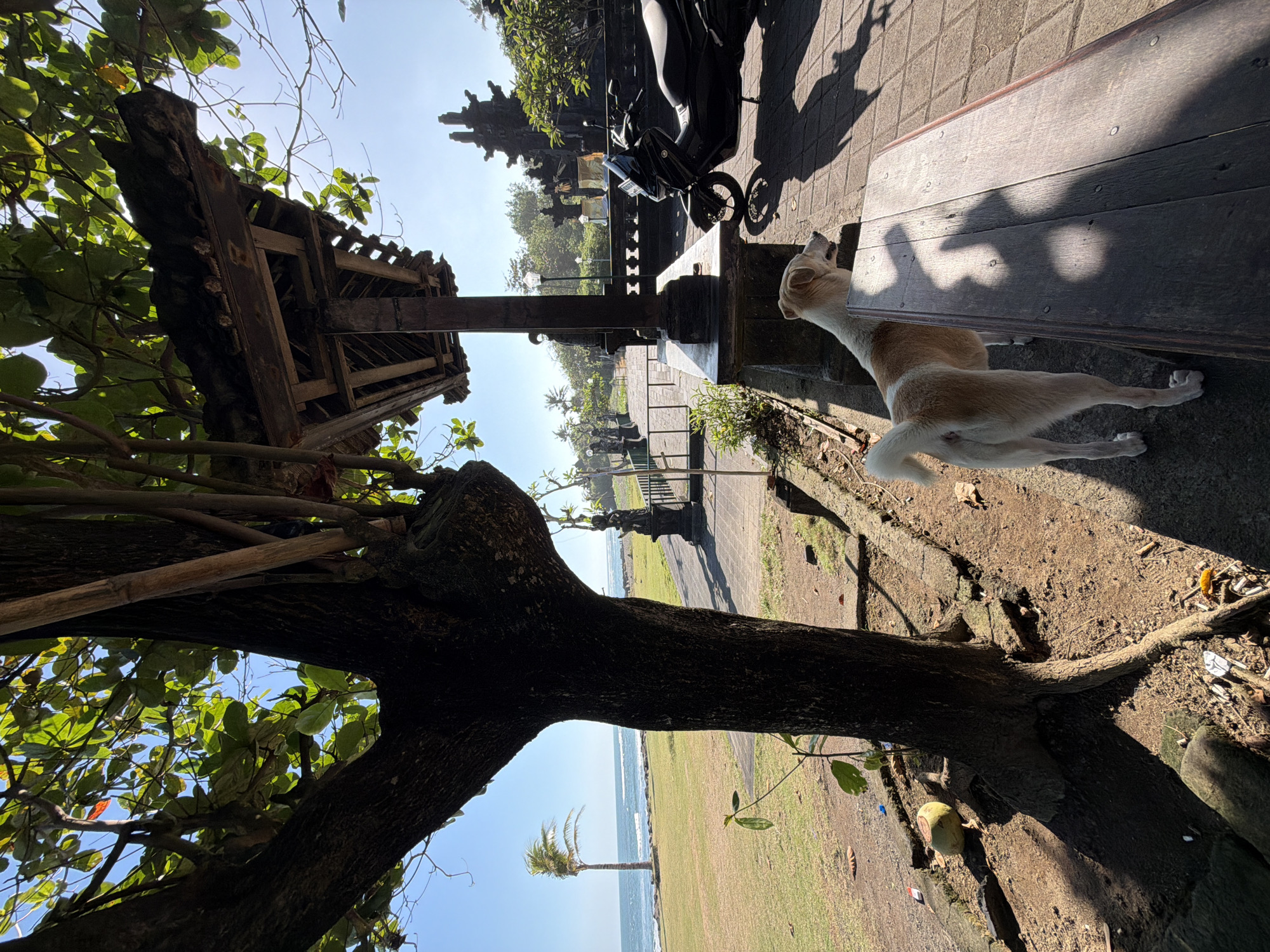 A dog stands on a paved walkway near a wooden bench, looking out towards a body of water. The dog is tan and white with a wagging tail. Behind the dog, a dark brown, wooden structure with a pitched roof is visible, possibly a pavilion or temple. To the left of the structure, a large tree with dark bark and green leaves casts shadows on the ground. Beyond the tree, a grassy field leads to a beach with a single palm tree. The ocean stretches to the horizon under a clear blue sky. In the background, traditional Balinese architecture, including ornate stone carvings and spires, can be seen. A black scooter is parked to the right of the structure. The scene appears to be a public outdoor area in or near Mengwi, Indonesia.