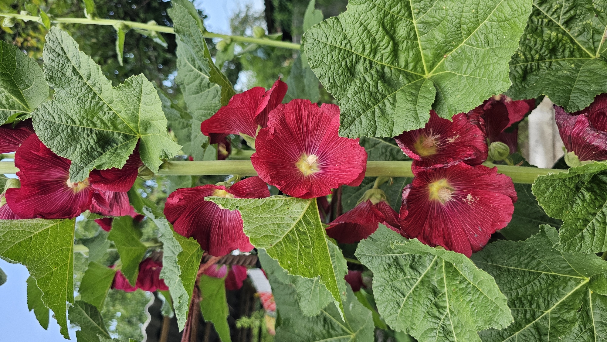 A close-up shot showcases several deep red hollyhock flowers with yellow centers blooming on a thick green stem, surrounded by large, textured green leaves. The background is blurred, suggesting an outdoor environment with hints of foliage, a tiled roof structure, and a glimpse of a bright blue sky. The image appears to be taken in the city of Terskaya, Russia, with the natural growth of the hollyhocks indicative of a garden or park setting within the urban landscape. No people are present in the frame.