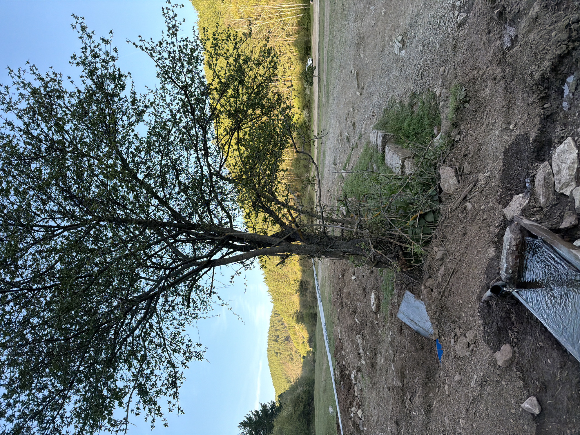 This media file captures an outdoor, rural landscape, likely in Buhovo, Bulgaria. The image is framed with a large, leafy deciduous tree dominating the left side, its branches extending into a clear blue sky. The tree's small green leaves suggest it is spring or early summer.
In the foreground on the right, there is a stone or concrete water trough with water actively flowing into it from a dark pipe, creating ripples on the surface. The ground around the trough is bare earth mixed with rocks and some sparse green vegetation. Further back and to the left of the trough, a blue, possibly plastic, object is partially visible on the ground, alongside another piece of flat, light-colored material.
A dirt or gravel path/road stretches across the mid-ground, leading into the distance. A long, white strip of material, possibly barrier tape or a hose, runs horizontally across the mid-ground, and the word "MONTANA" is partially visible on it. In the distance along the dirt road, a small white vehicle can be seen.
The background features gently rolling hills densely covered with a forest of evergreen trees, illuminated by what appears to be soft, directional light, suggesting either early morning or late afternoon. The sky above is a bright, cloudless blue. The overall scene depicts a tranquil natural setting with some signs of human presence, such as the road, water trough, and distant vehicle.