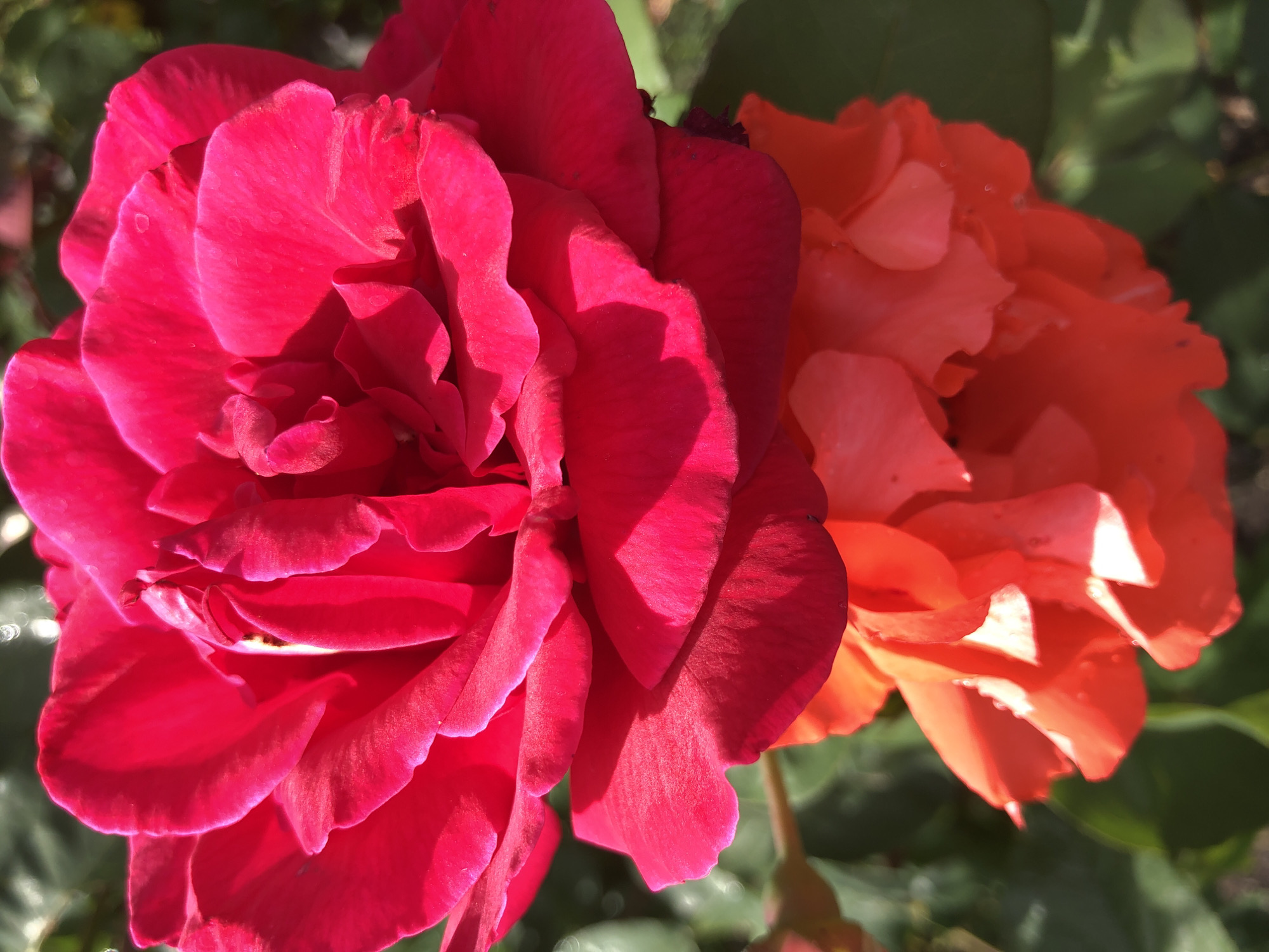 A close-up, vertical, eye-level shot captures a vibrant red rose blooming in the sunlight. The rose's petals are layered and detailed, with some showing slight wilting and a few water droplets. Below the red rose, the upper portion of an orange rose is visible, its petals also layered and showing signs of hydration. The background is softly blurred, revealing green foliage and hints of sunlight glinting off unseen surfaces.