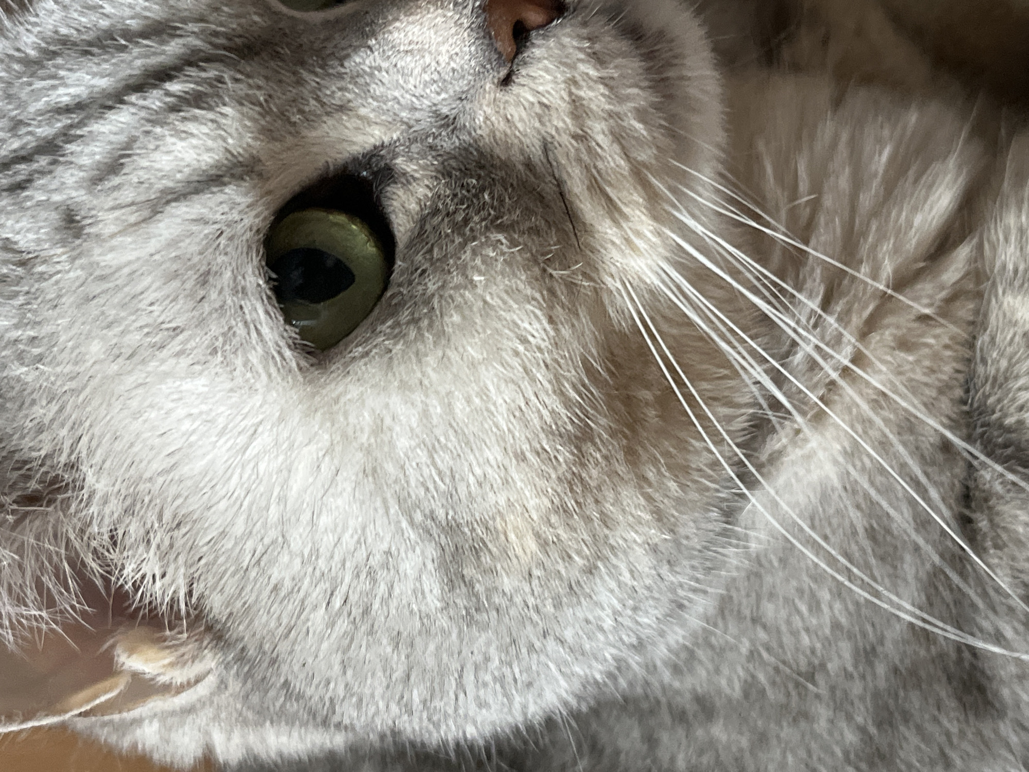 This is a close-up, headshot photograph of a domestic cat. The cat has silver and gray fur with black tabby markings. Its eyes are a striking green. The focus is on the cat's face, particularly its left eye and surrounding whiskers. There is no indication of the city of Chaikovsky, Russia, or any other location information. The image is a simple portrait of a cat.