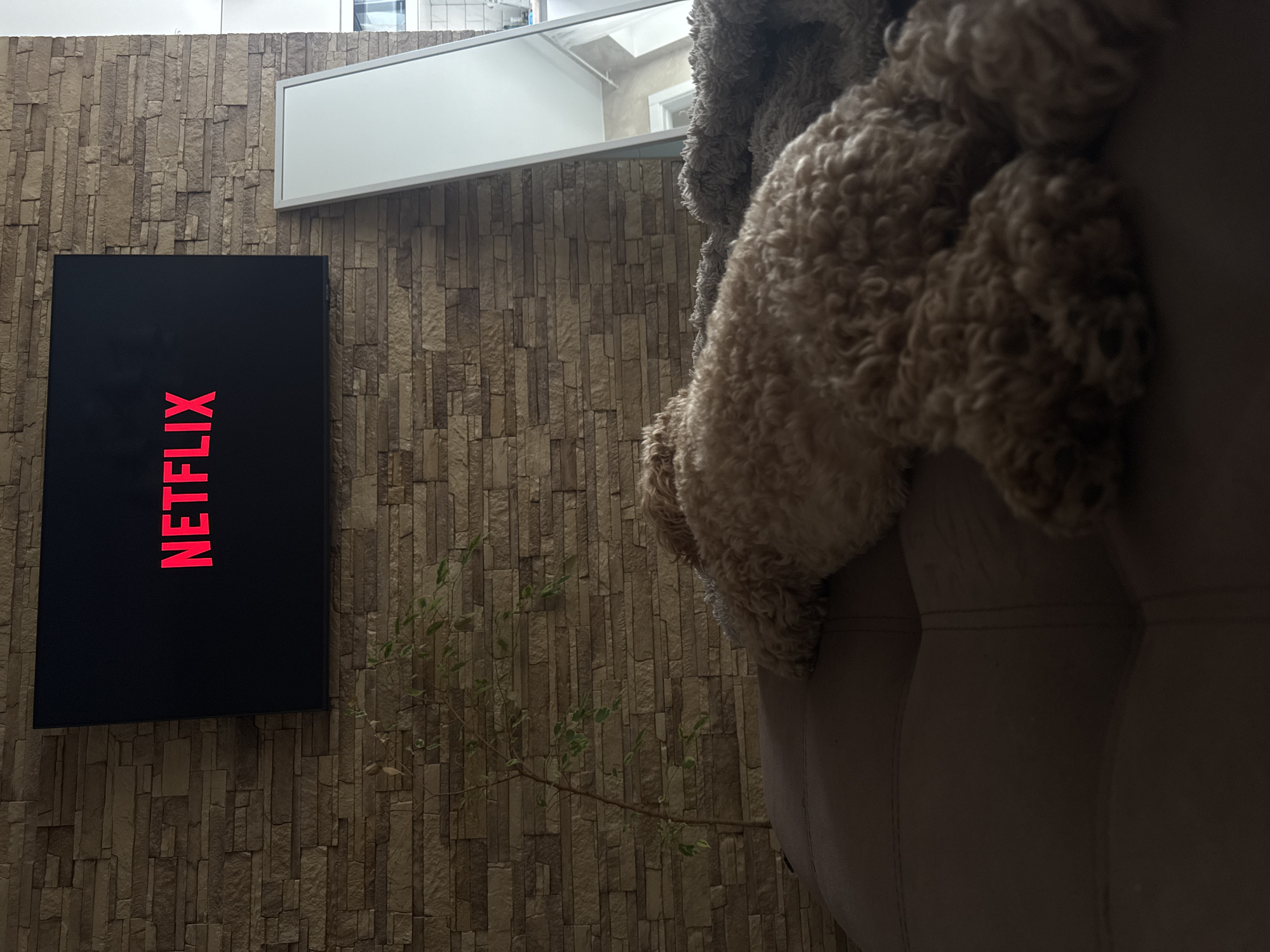 A television screen displaying the Netflix logo in red text is mounted on a textured, stone-like wall. To the right of the screen, a portion of a beige upholstered sofa is visible, draped with a shaggy, light brown blanket. A small, leafy green plant grows in front of the wall, partially obscured by the sofa. Above the television, a rectangular white object with a reflective surface hangs on the wall. The scene appears to be indoors, possibly a living room, with soft lighting. No specific time of day or weather conditions are discernible.