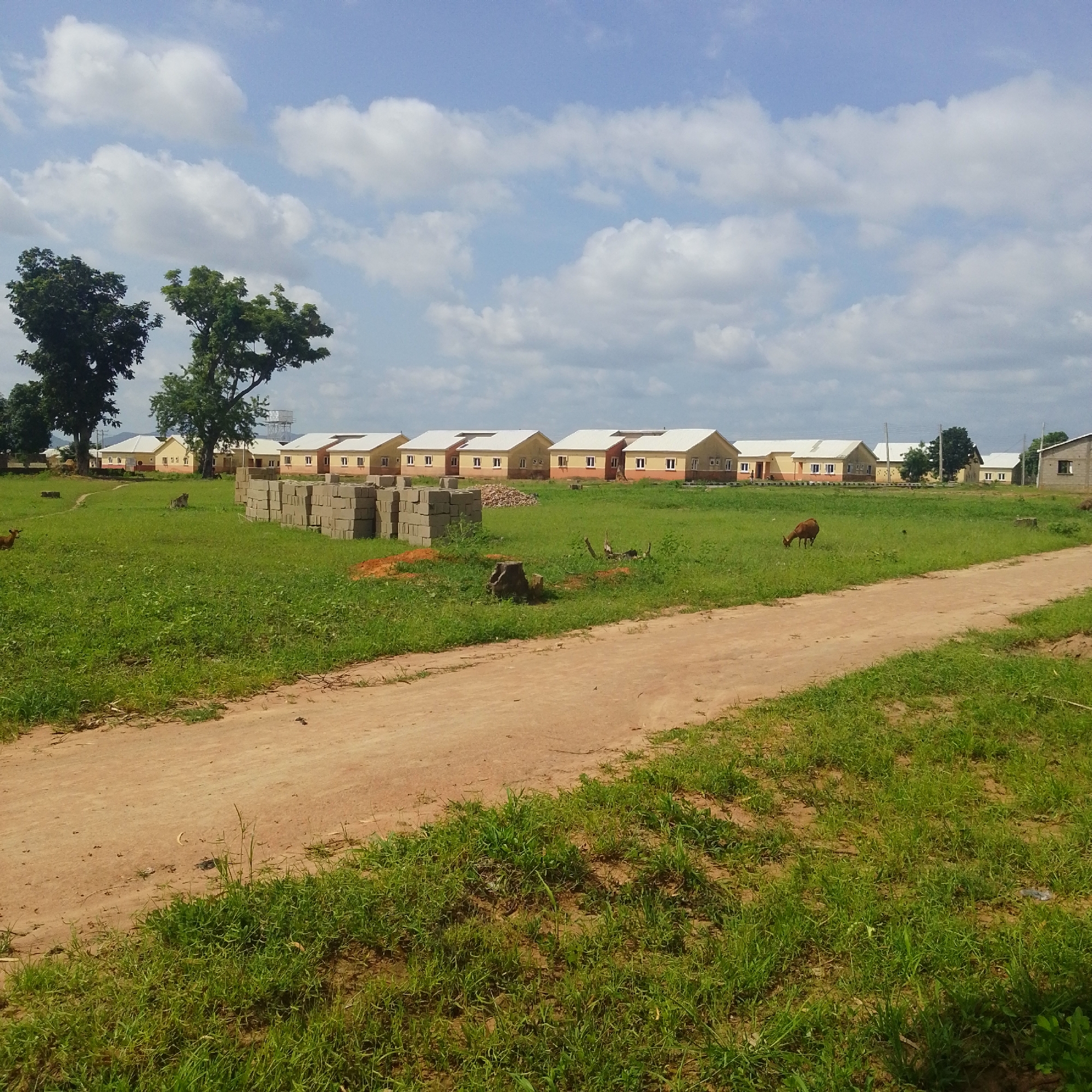 The image depicts an outdoor scene in Jauro Yinu, Nigeria, characterized by a clear sky with scattered white clouds. In the foreground, a dirt path meanders through a grassy field. To the left of the path, a pile of gray concrete blocks suggests construction activity. In the middle ground, a brown animal, resembling a goat or deer, grazes on the grass. Further back, a row of residential houses with yellow walls and white roofs is visible. These houses appear to be newly constructed, with visible building materials like bricks and a small pile of rubble. Two large trees stand to the left of the houses. The overall environment is rural, with evidence of development and ongoing construction.