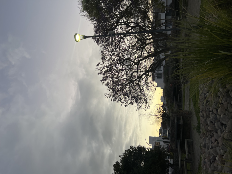 A sideways view shows a cloudy sky with a street lamp illuminating the scene. A large tree with dark branches is silhouetted against the sky. Buildings are visible in the background, bathed in an orange light. A stone path and lush greenery line the ground, suggesting a park or garden setting.